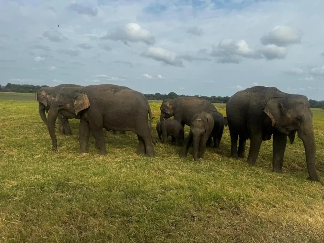 St CLAIRE'S GREEN Negombo Hotel & Hostels