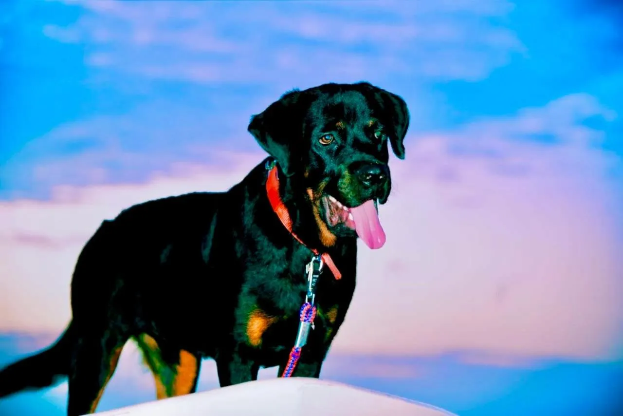 St CLAIRE'S GREEN Negombo Hotel & Hostels