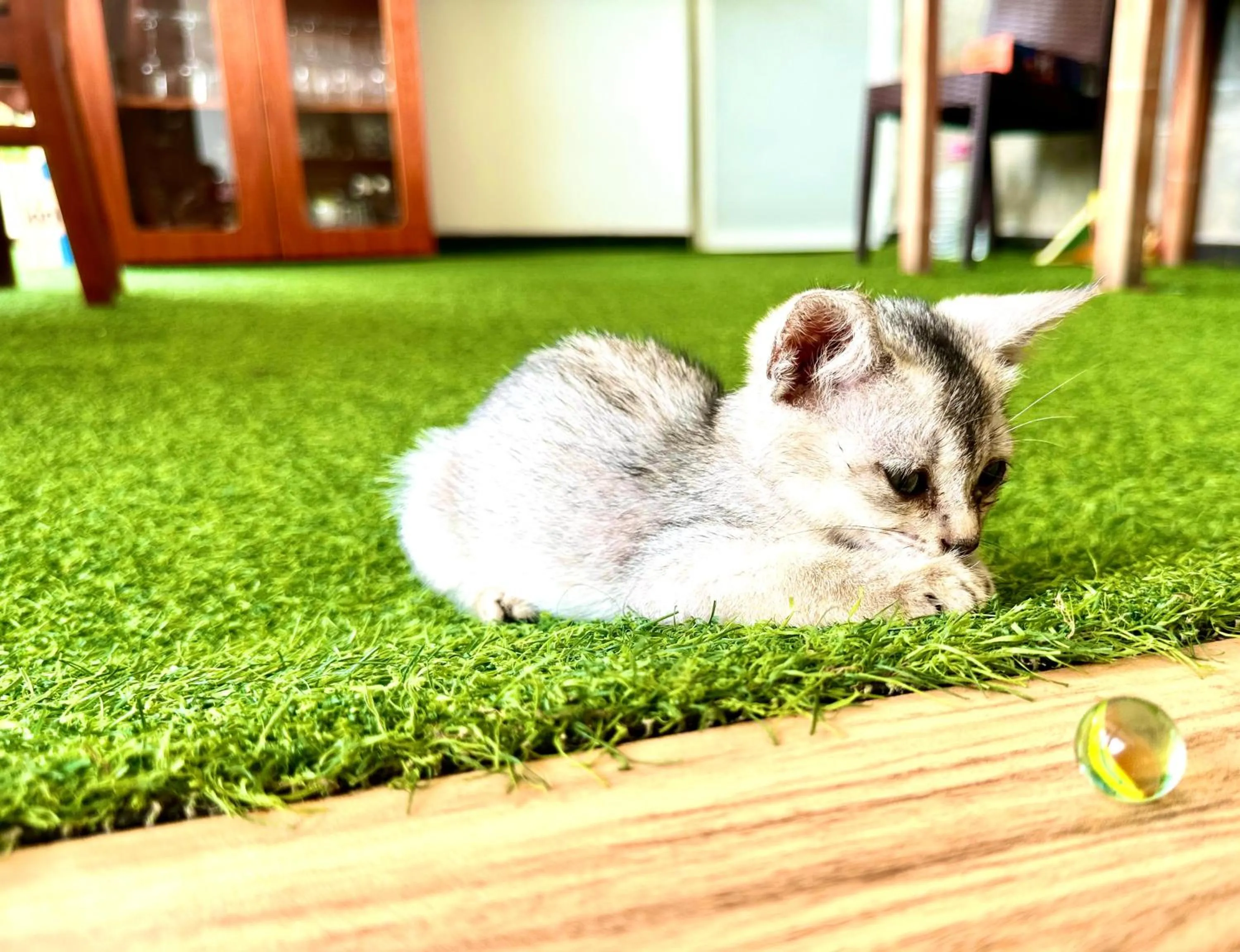 St CLAIRE'S GREEN Negombo Hotel & Hostels