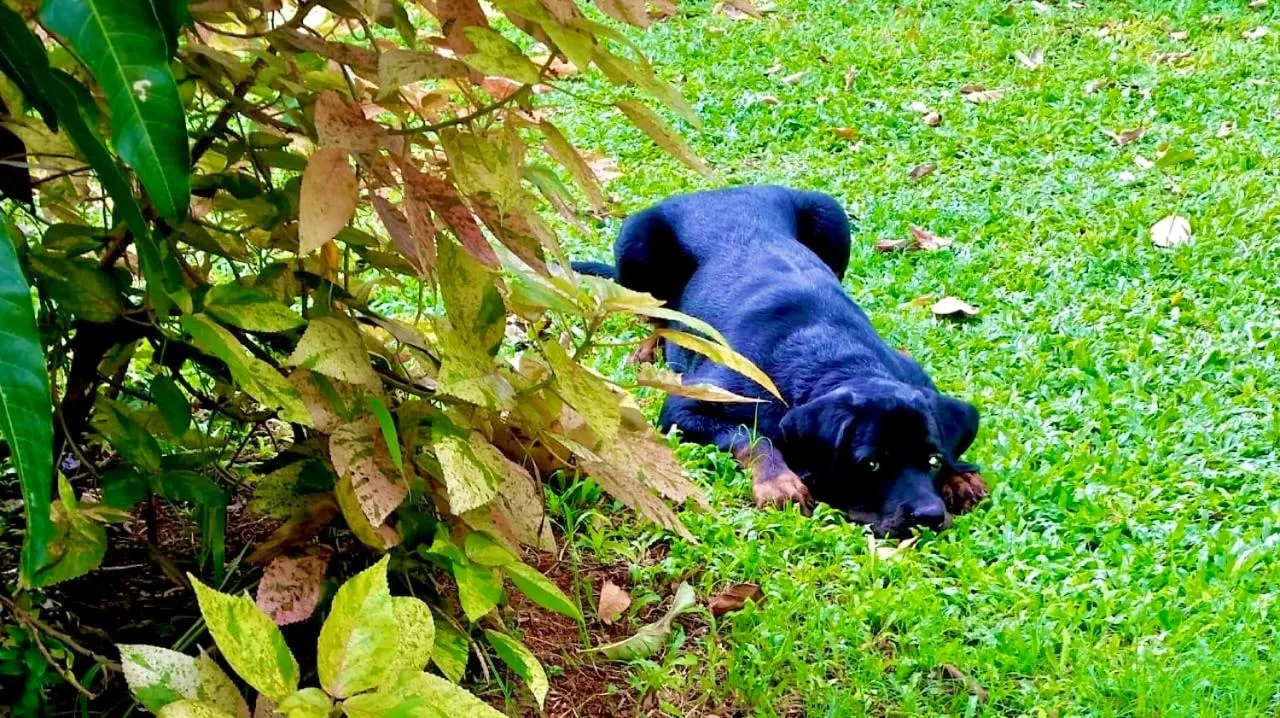 St CLAIRE'S GREEN Negombo Hotel & Hostels