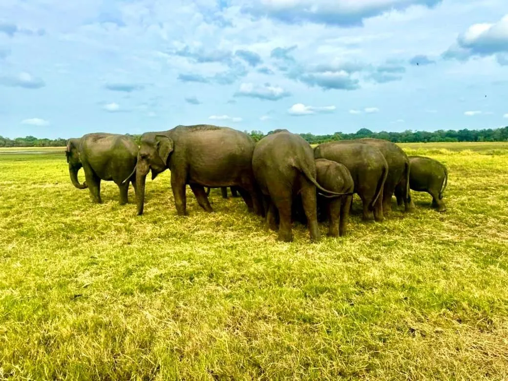 St CLAIRE'S GREEN Negombo Hotel & Hostels