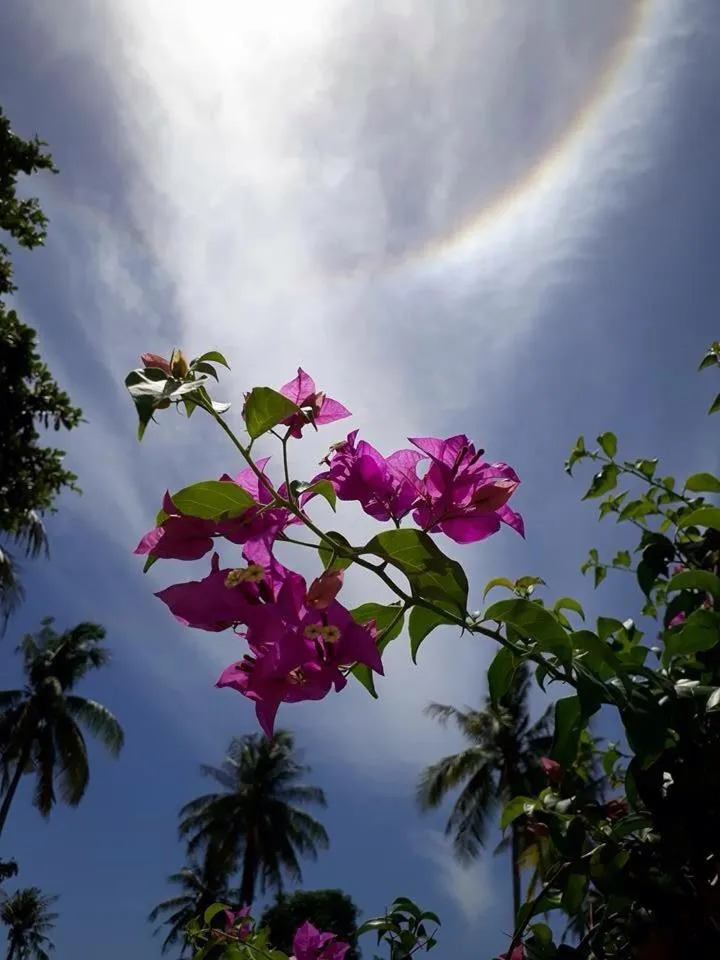 Garden in Tropicana Khophagan Resort Hotel
