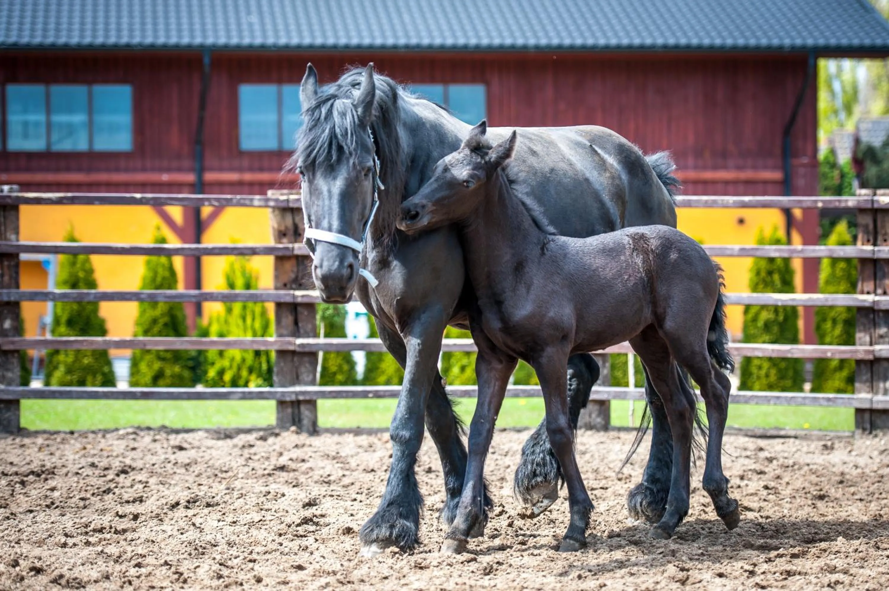 Animals in Akademia Kuraszków