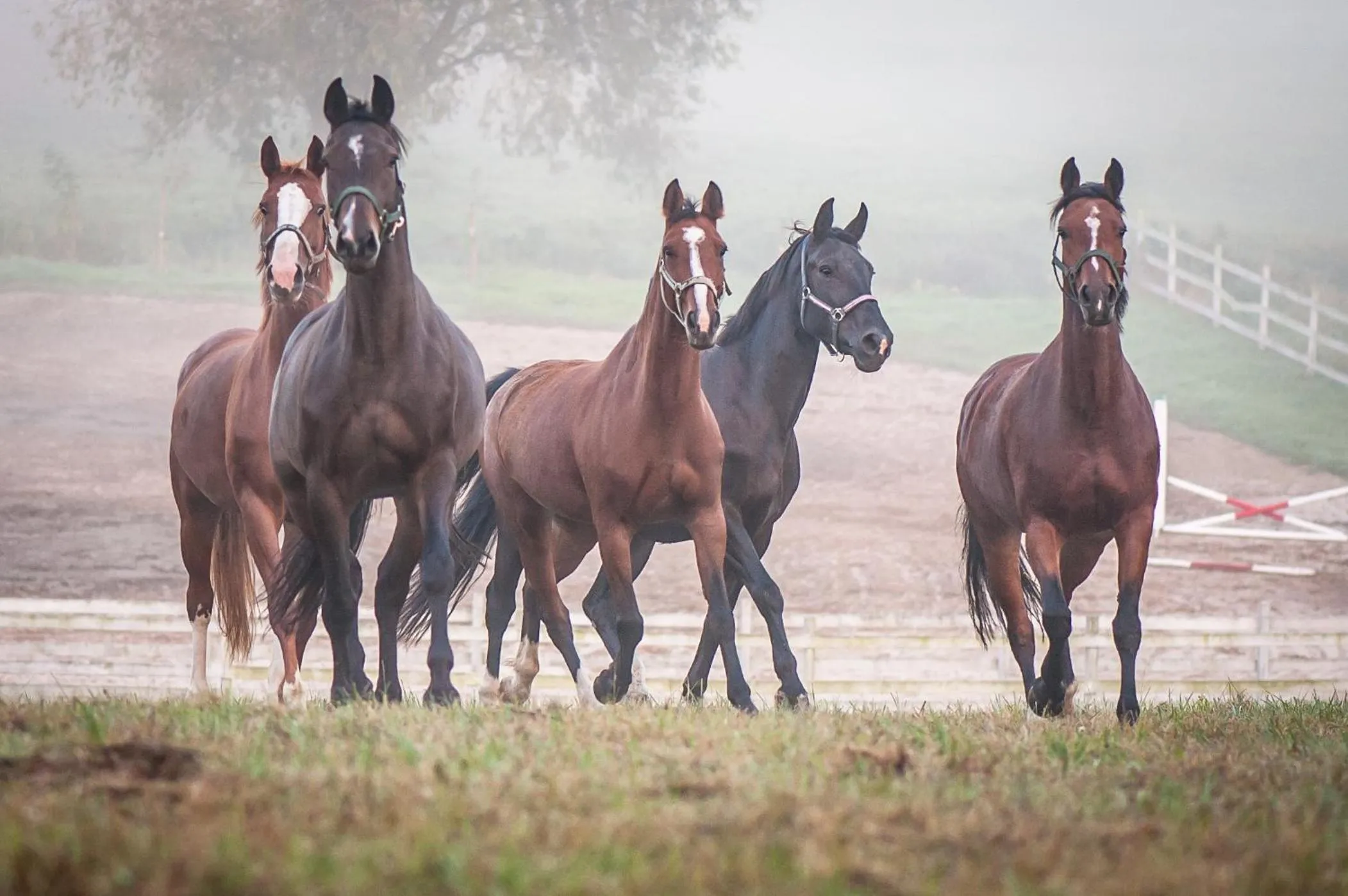 Horse-riding in Akademia Kuraszków
