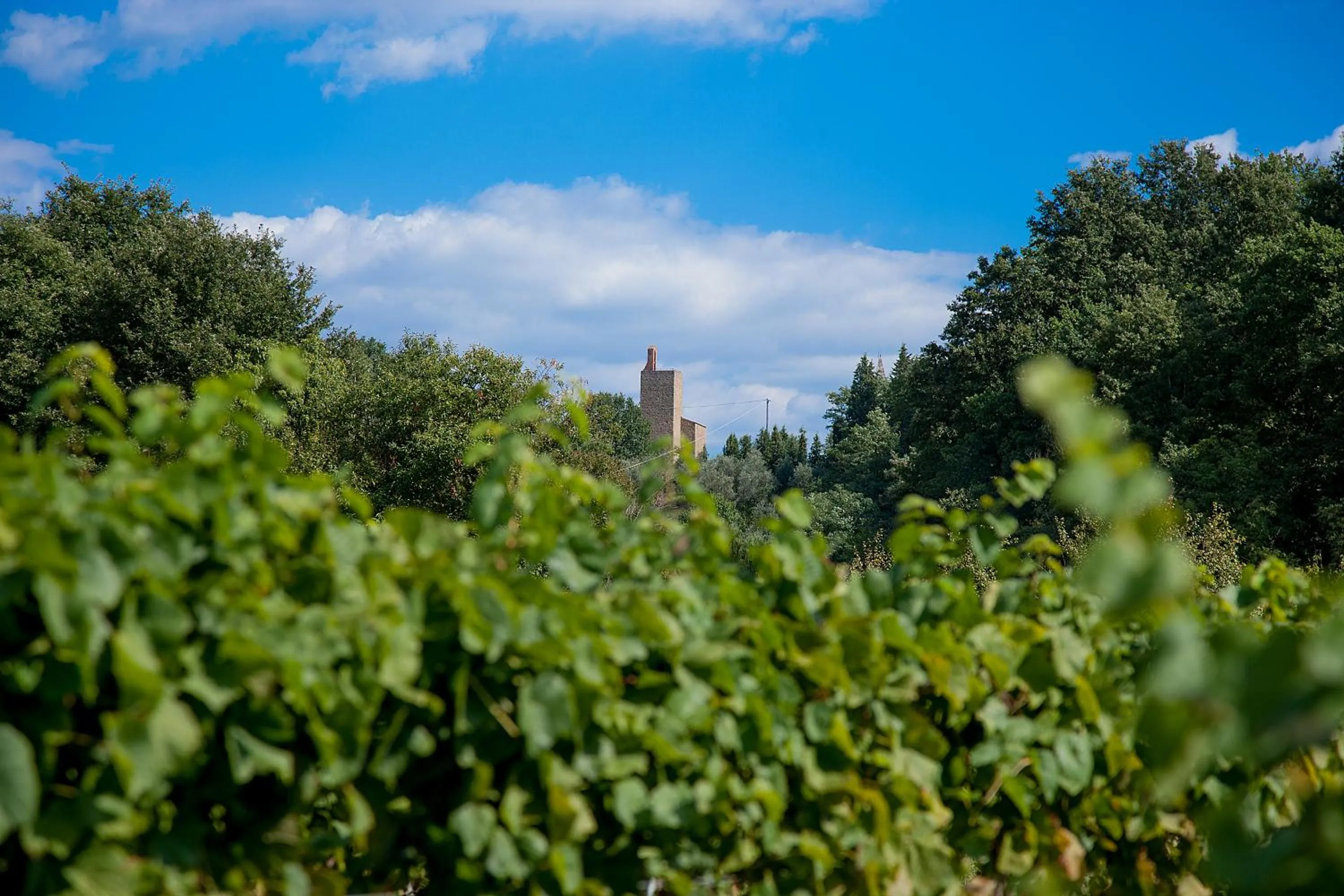 Garden view in Agriturismo Il Piastrino