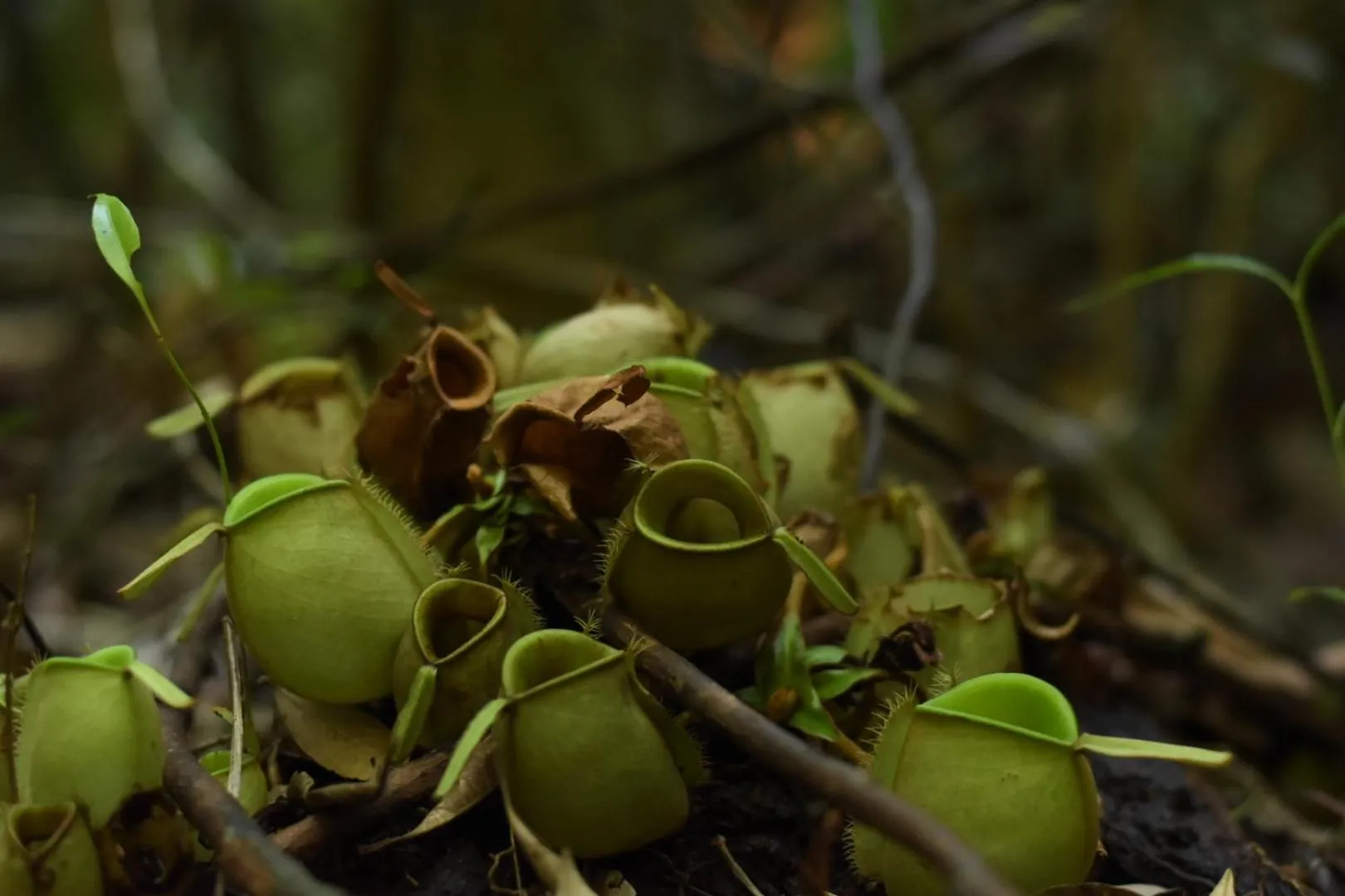 Natural landscape in Wyndham Panbil Batam