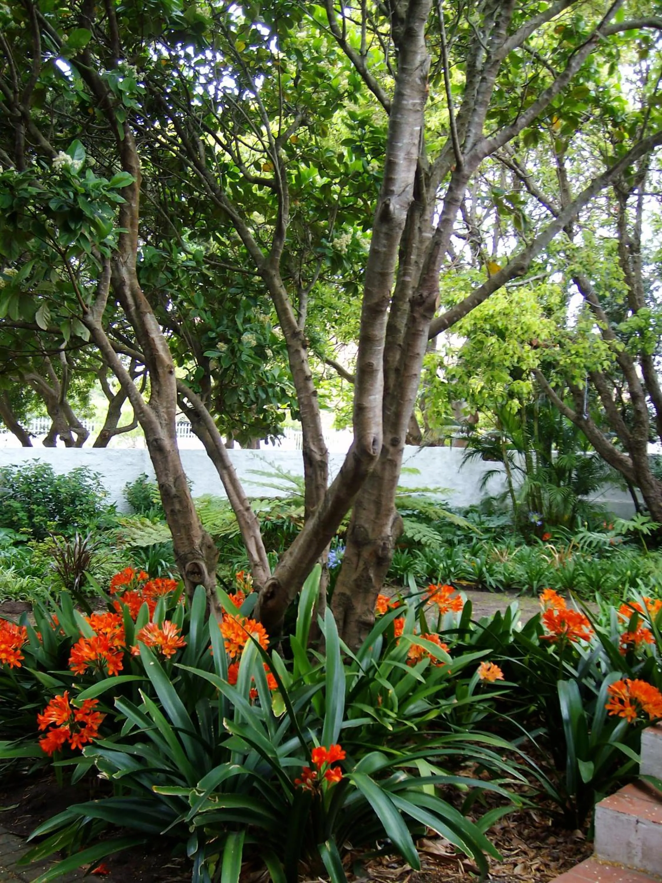 Garden in Eastcliff Cottage