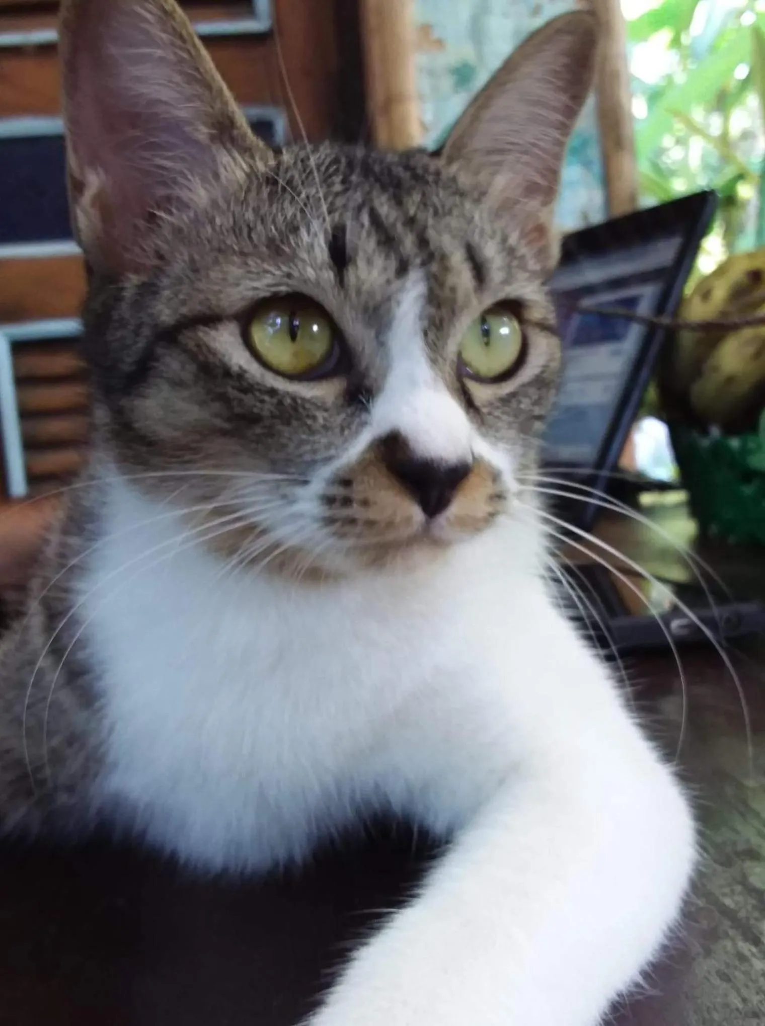 Pets in Your Home in Mae Rim