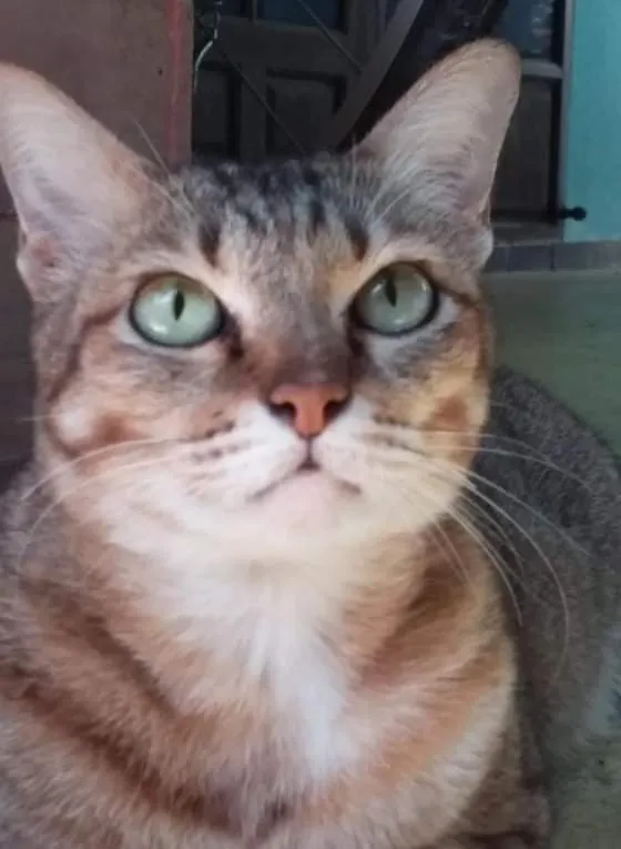 Pets in Your Home in Mae Rim