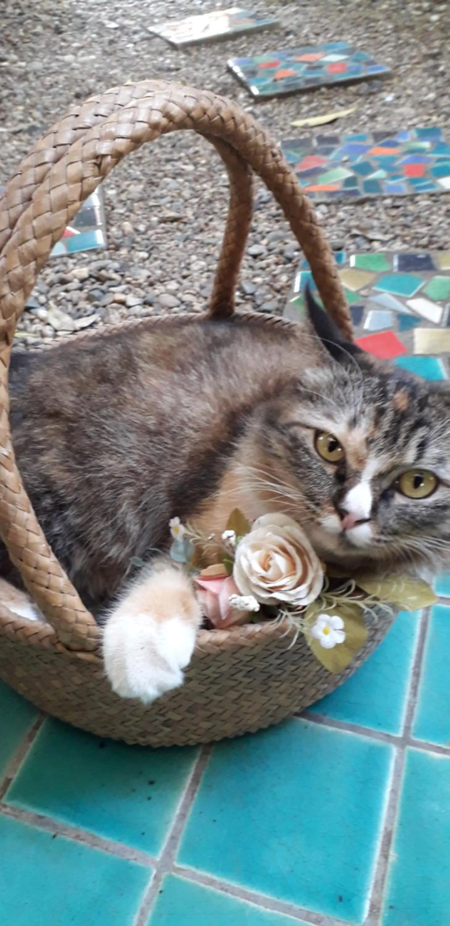 Pets in Your Home in Mae Rim