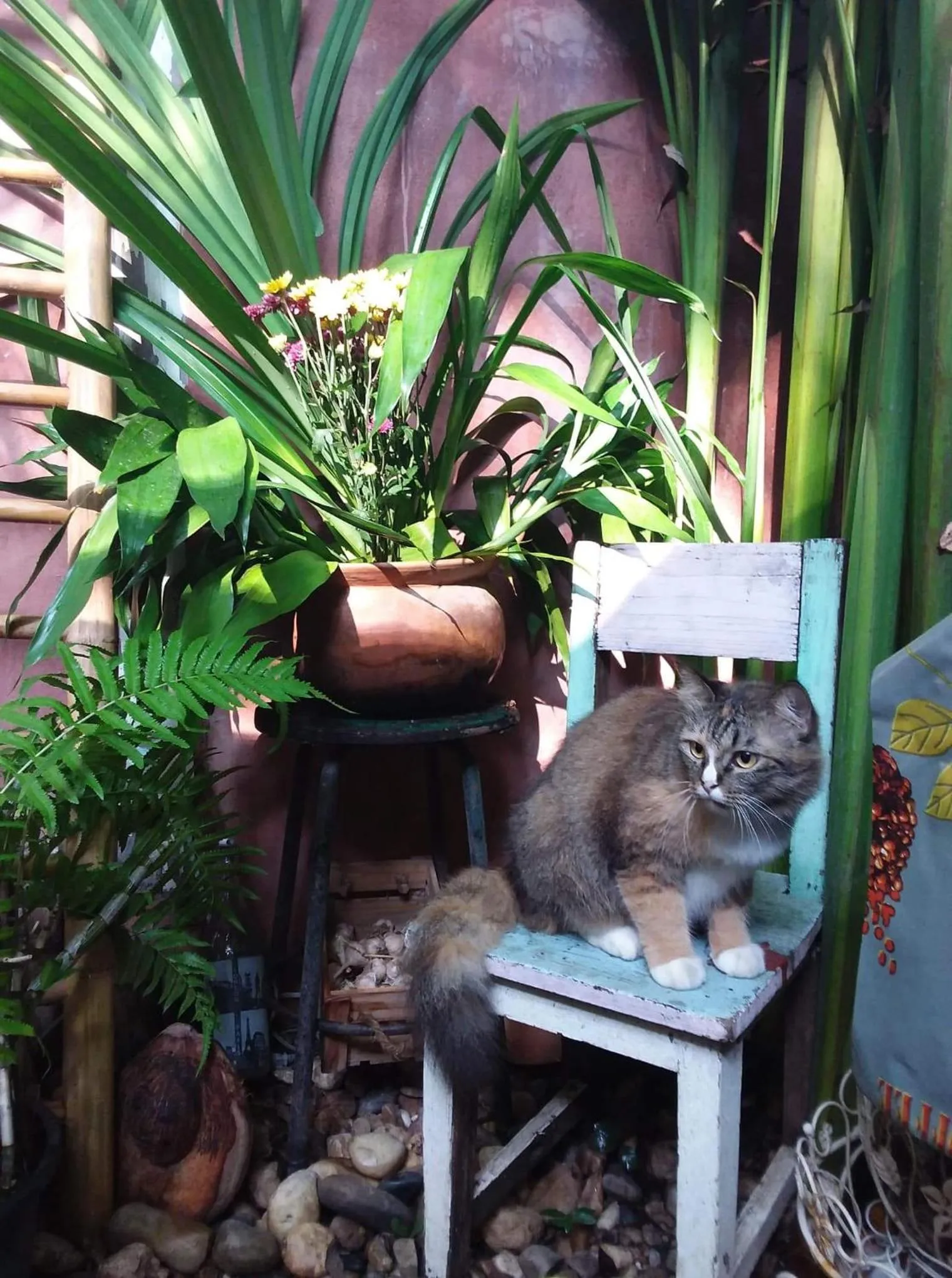 Animals in Your Home in Mae Rim