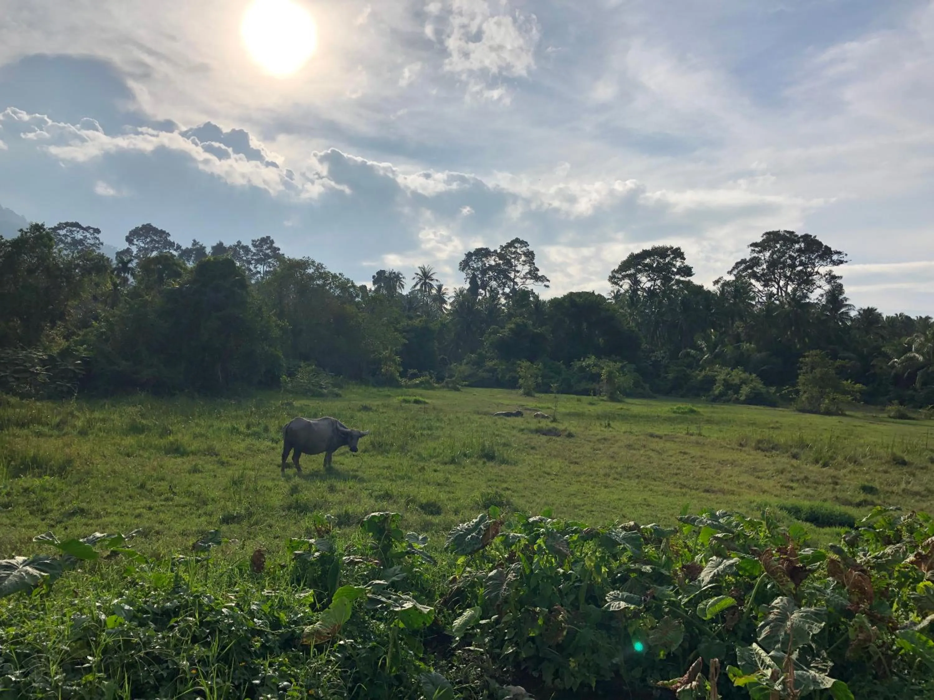 Spring in Samui Zenity