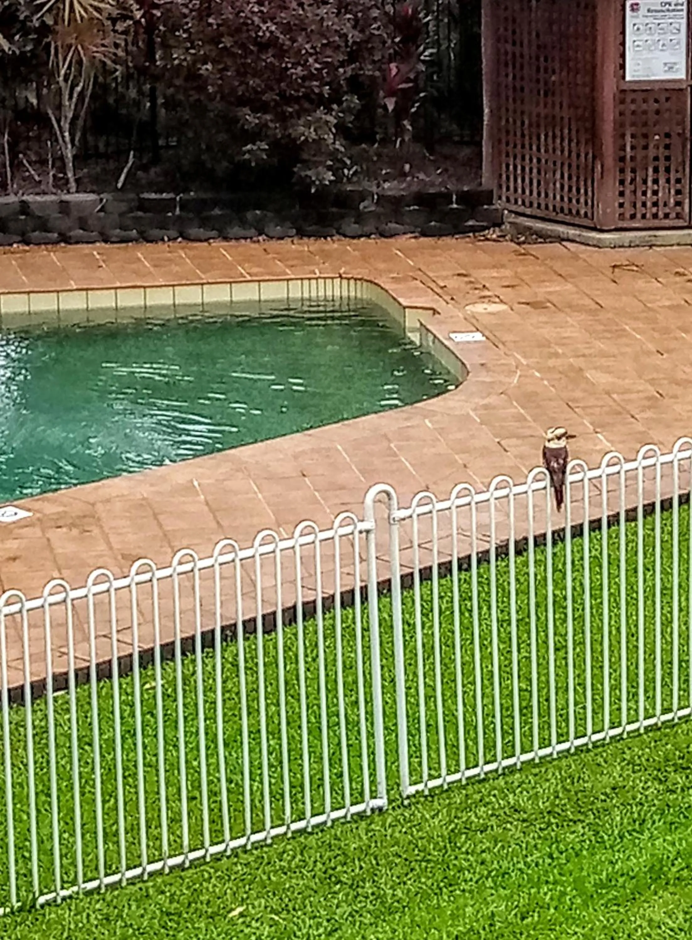 Pool view in Paradise in the Tropics