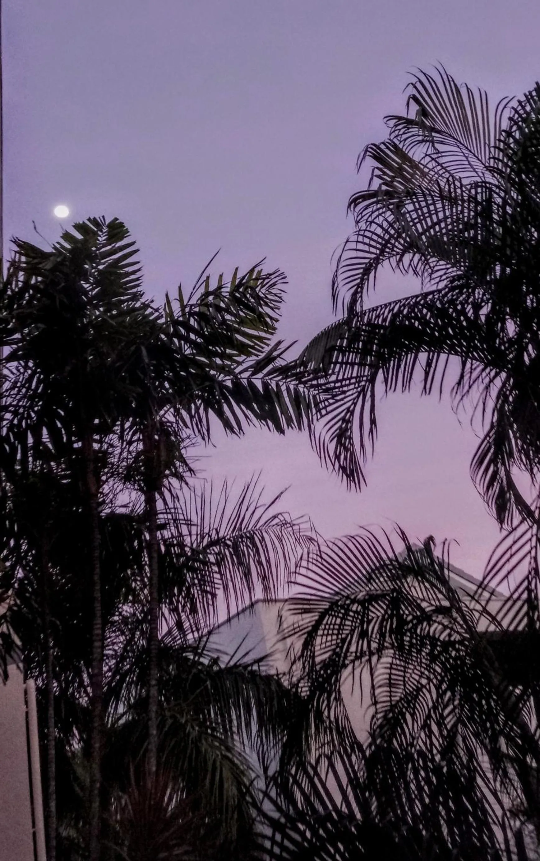 Balcony/Terrace in Paradise in the Tropics