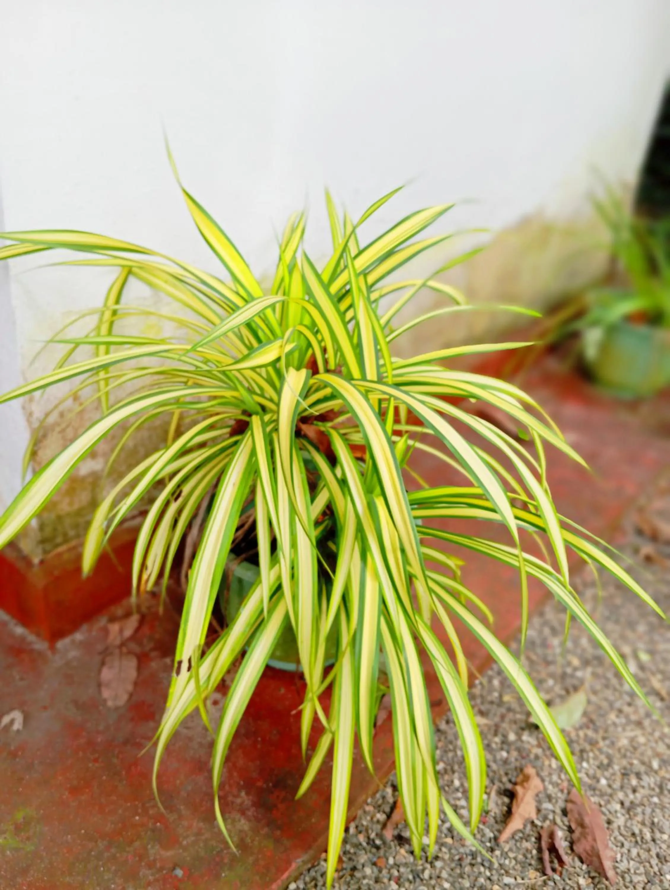 Villa Agrico and Surf Guest