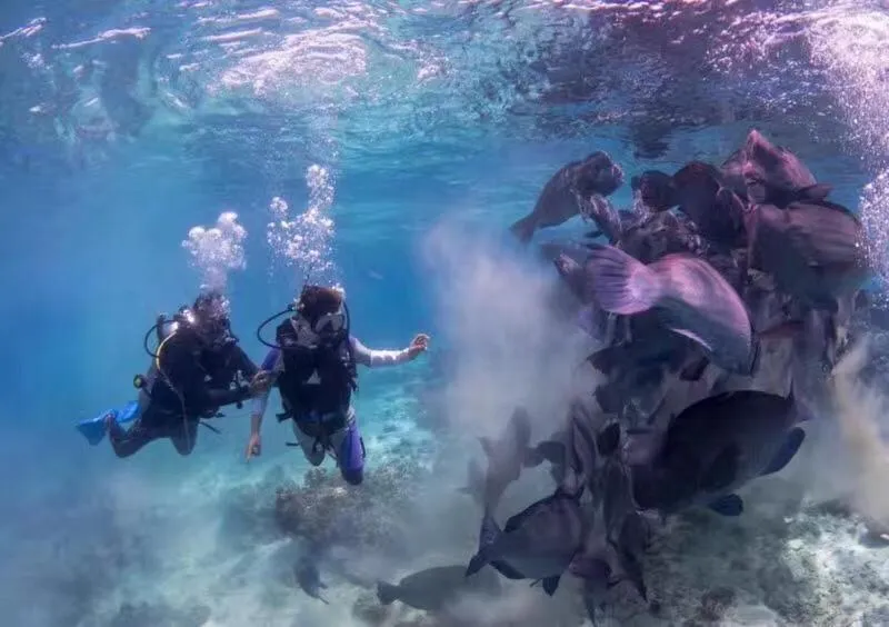 Snorkeling in Cube Bed Station & Tours Sdn Bhd