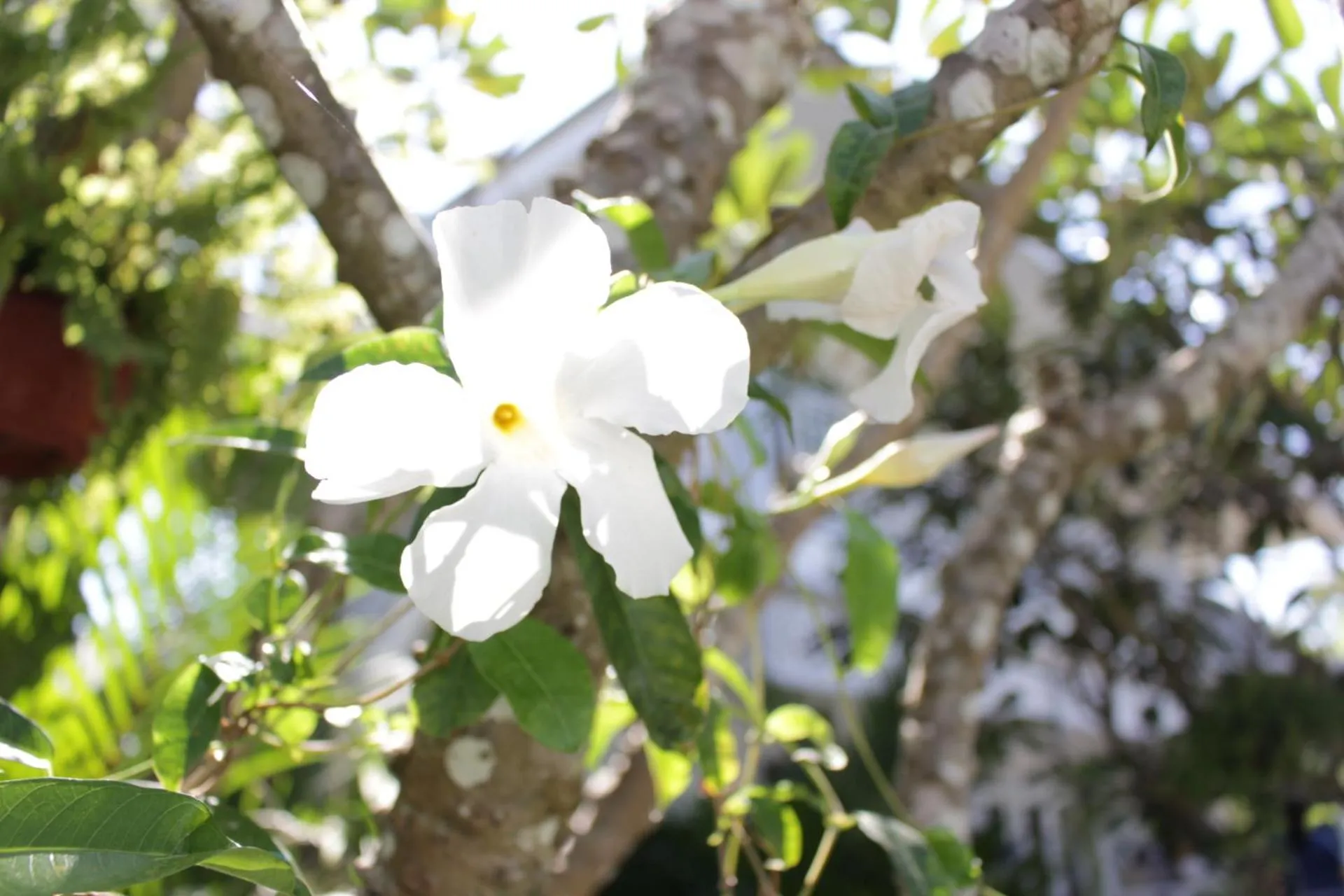 Garden in Moeimanee Resort