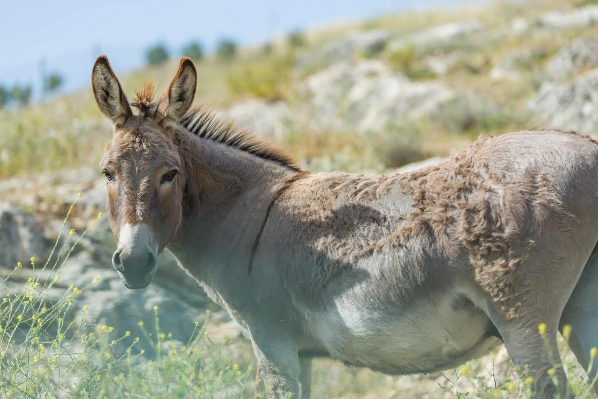 Animals in DWO Convento la Magdalena