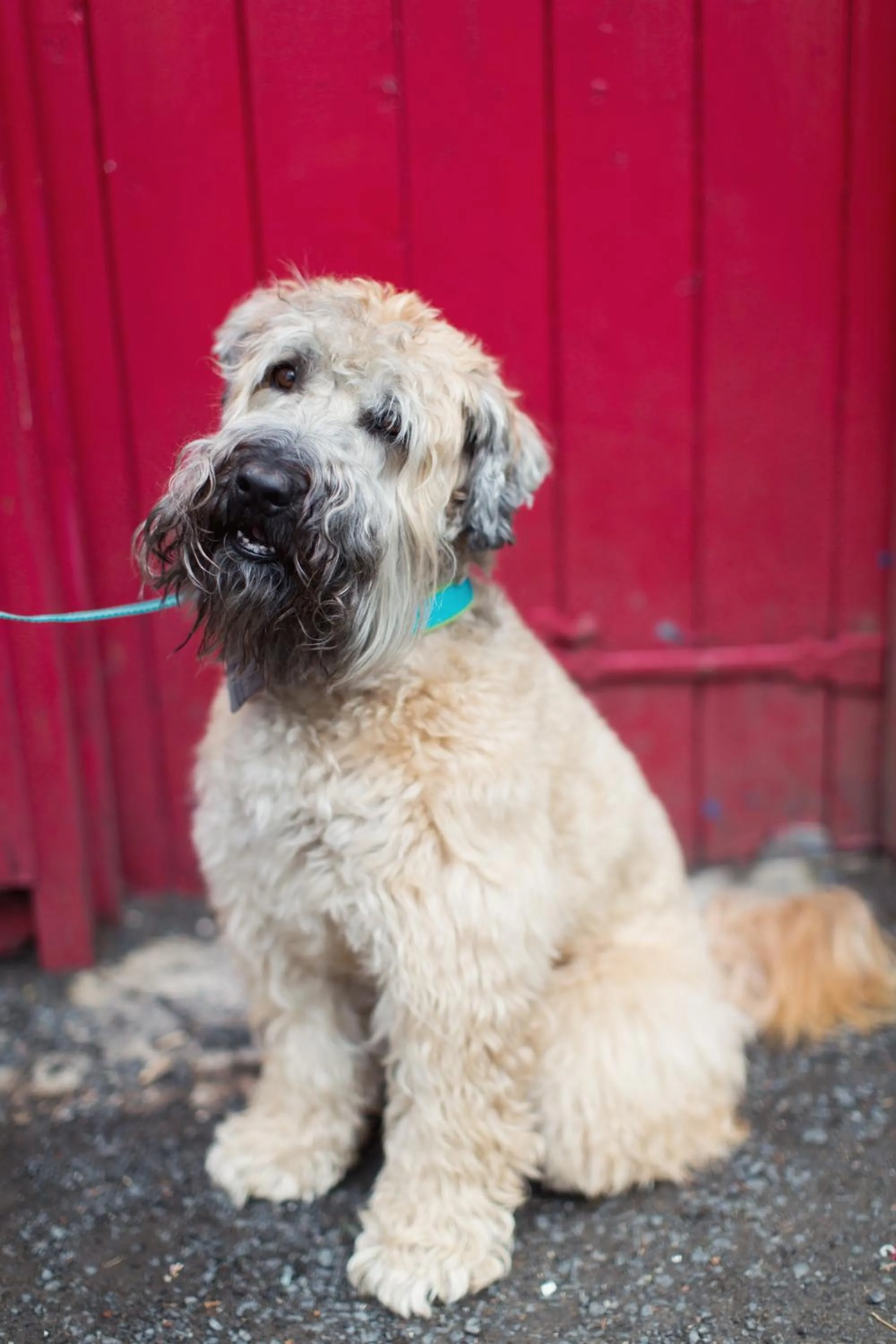 Pets in The Inverkip Restaurant, Bar & Hotel