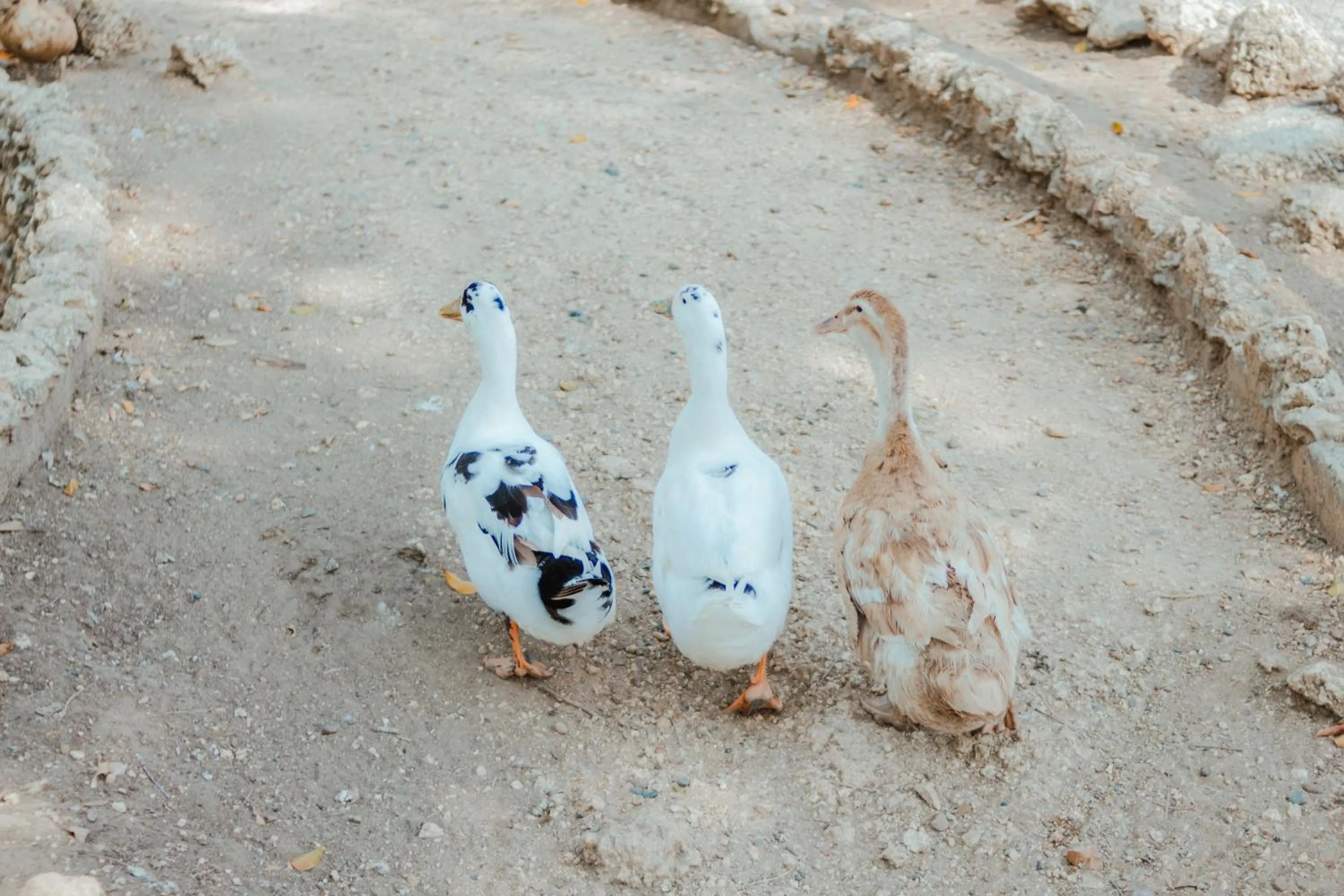 Animals in Eco Hotel Villa Martha