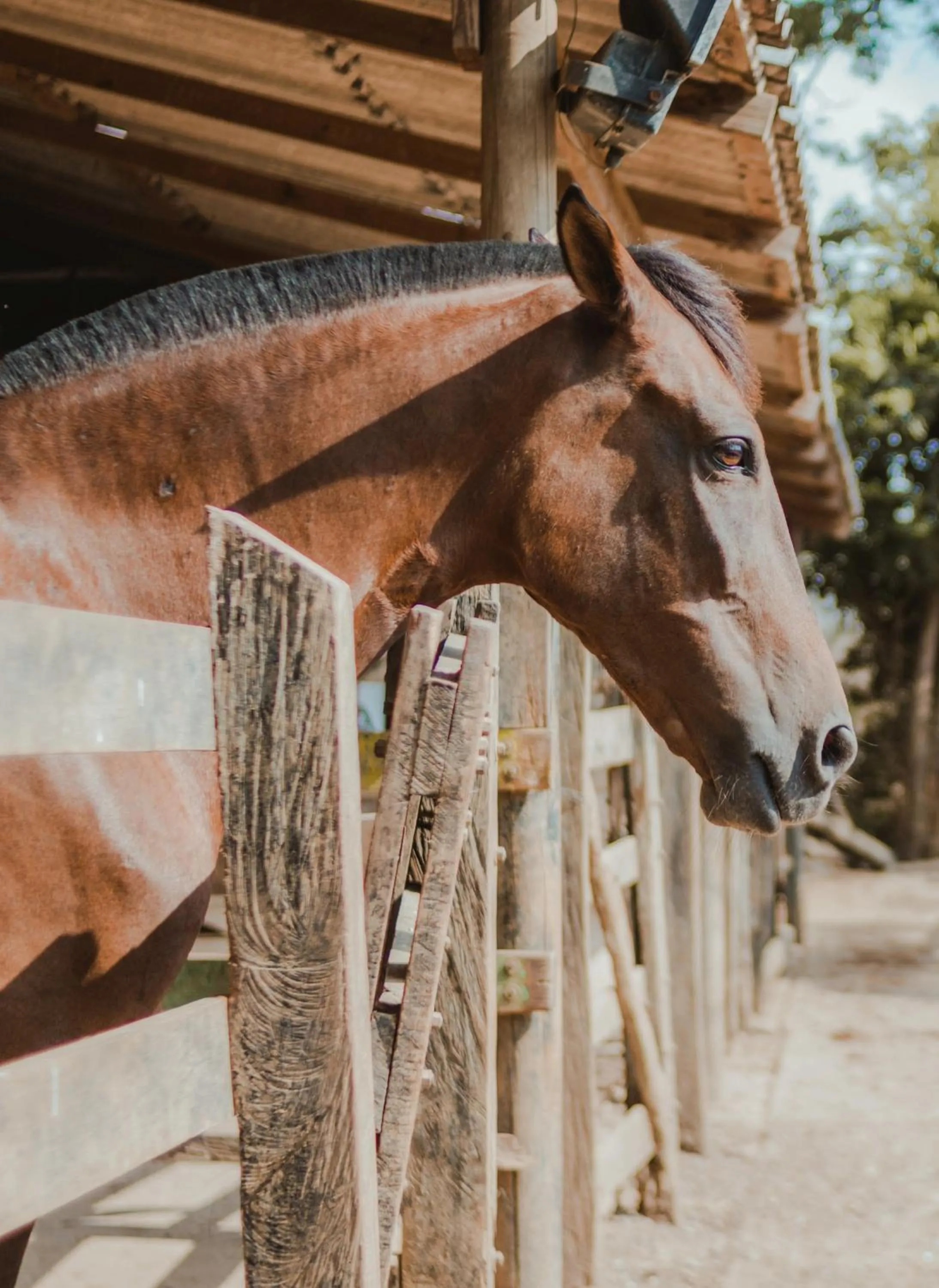 Animals in Eco Hotel Villa Martha