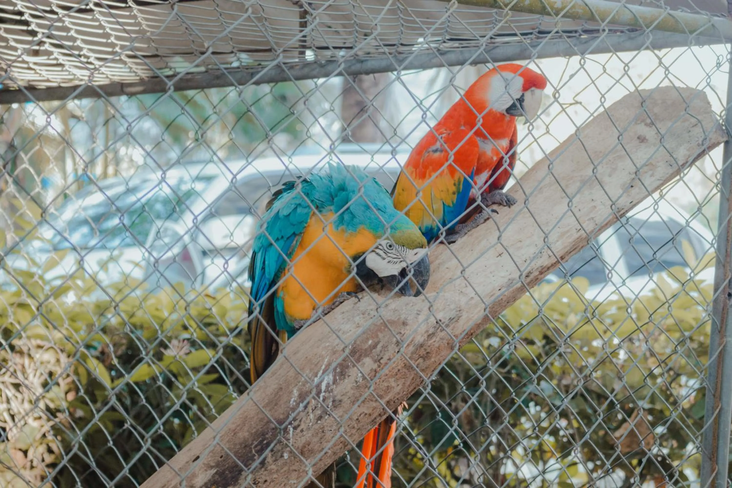 Animals in Eco Hotel Villa Martha