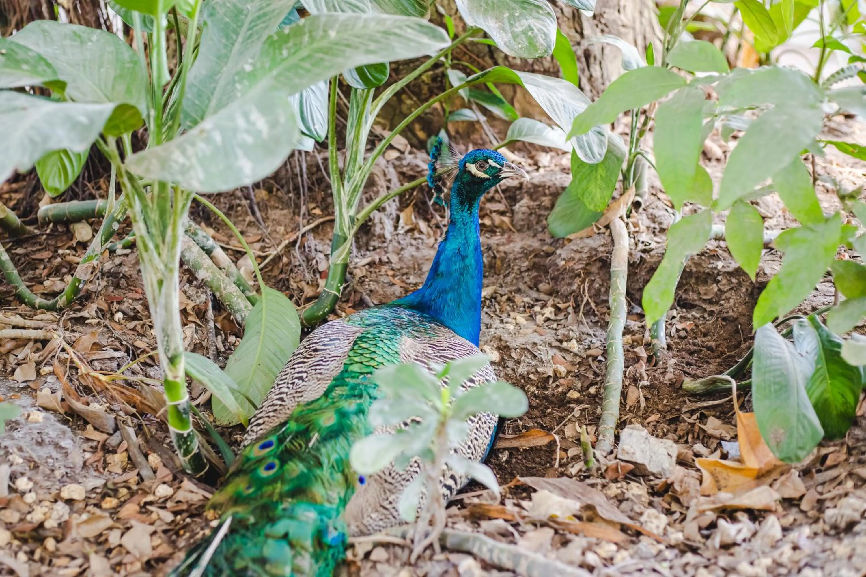 Animals in Eco Hotel Villa Martha