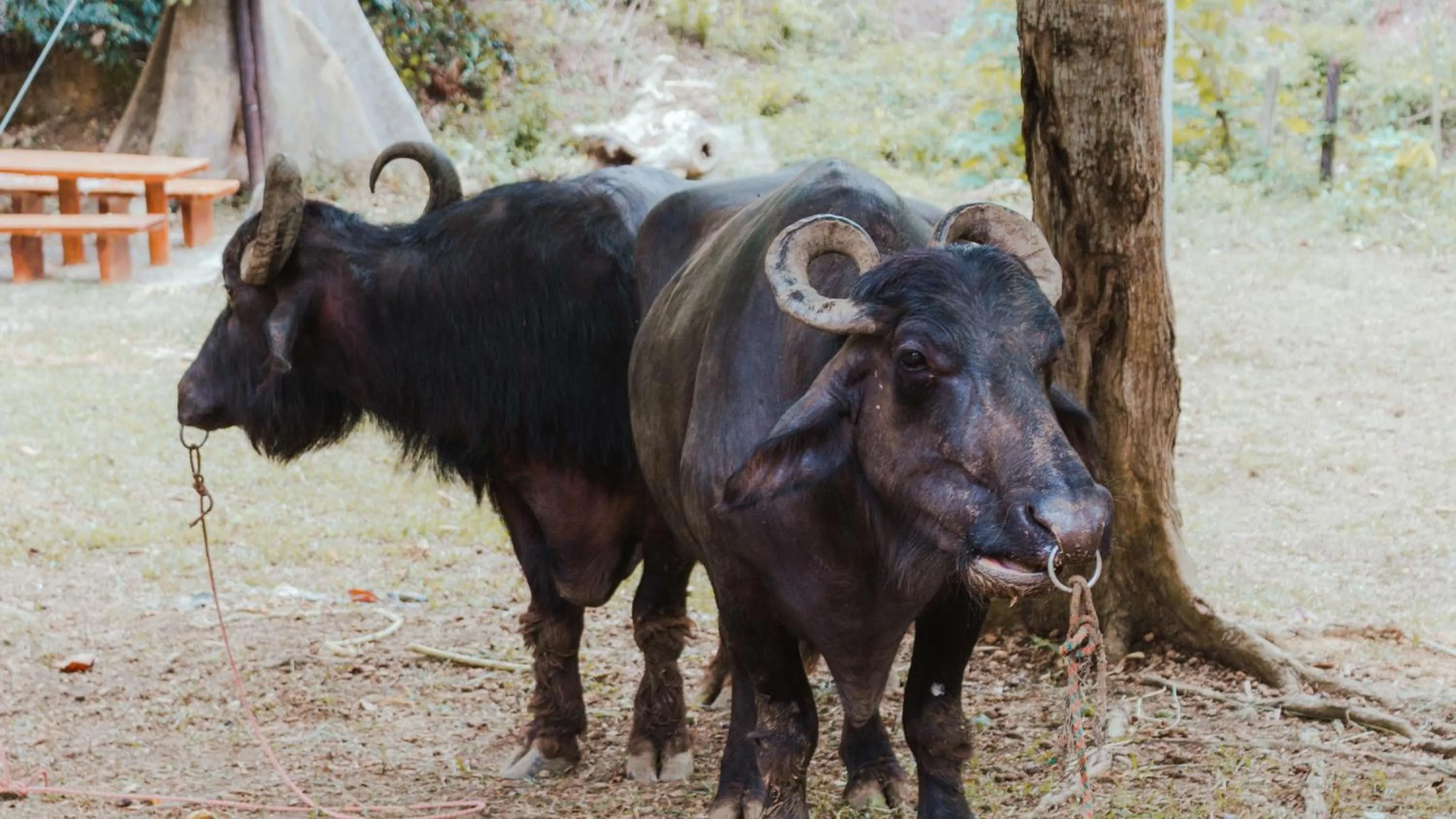 Animals in Eco Hotel Villa Martha