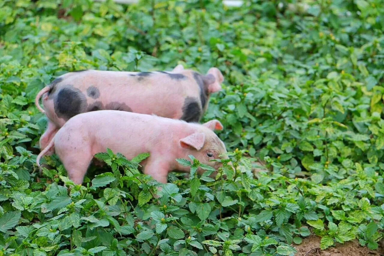 Animals in Eco Hotel Villa Martha