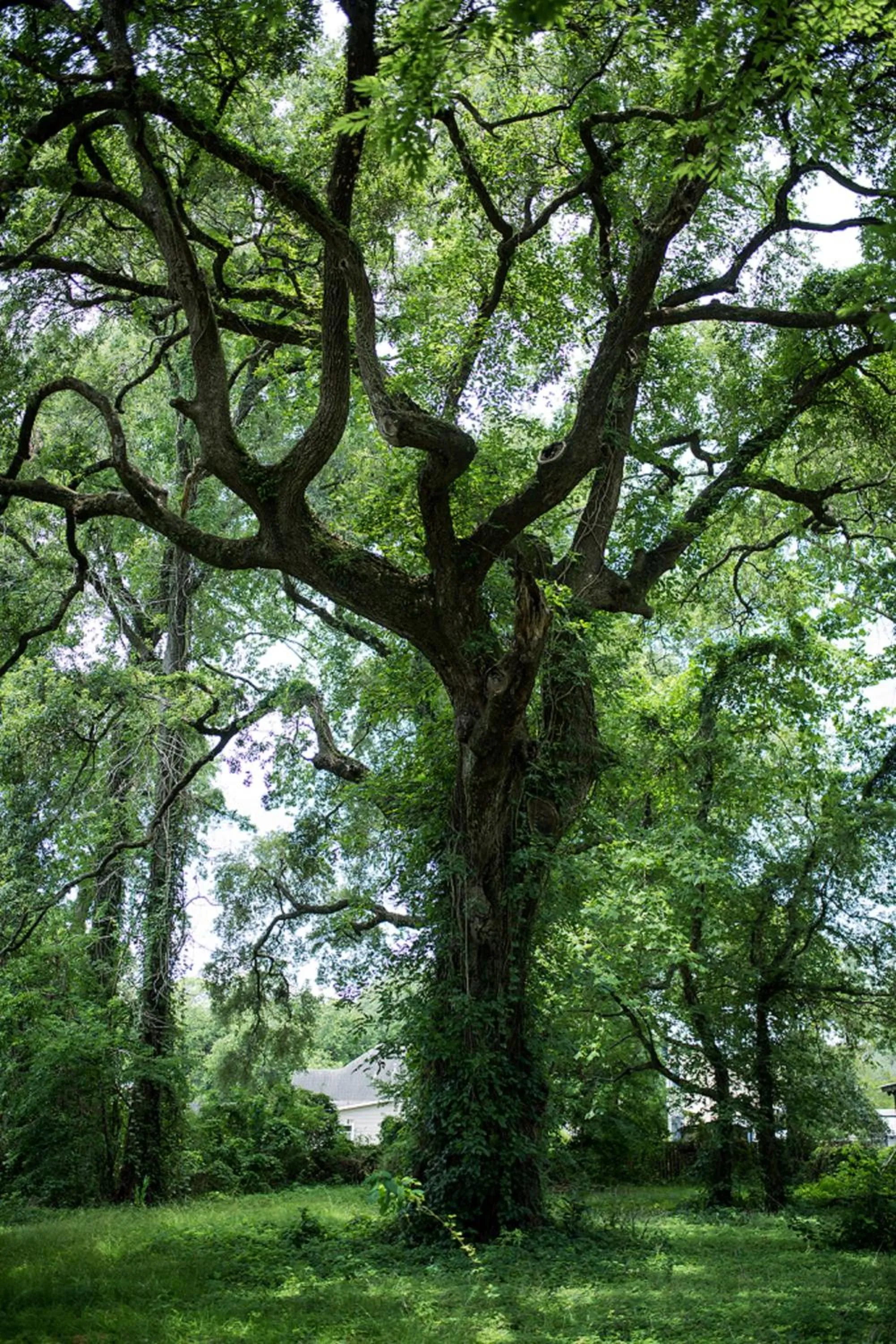 Maison Mouton Bed & Breakfast