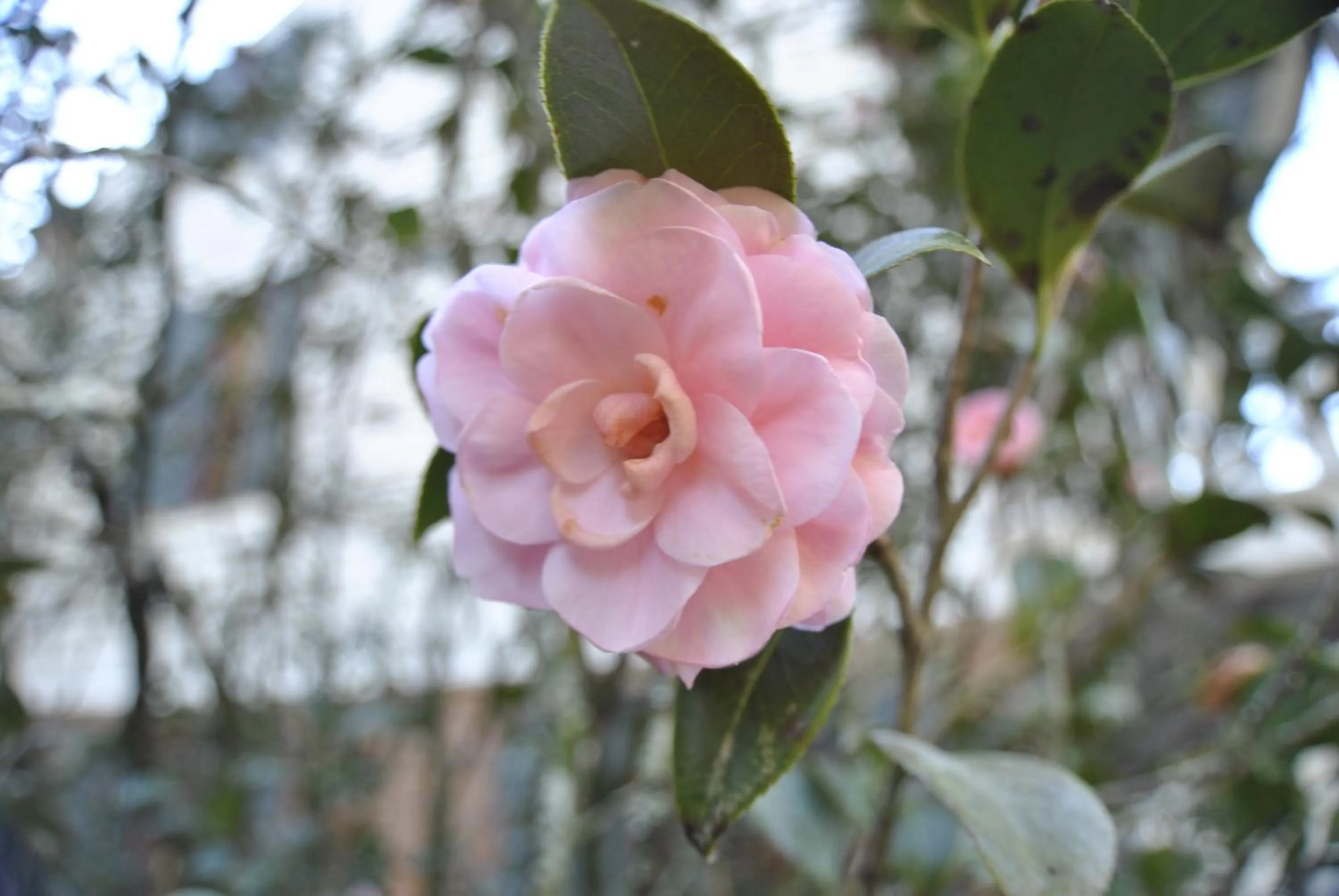 Garden in Maison Mouton Bed & Breakfast