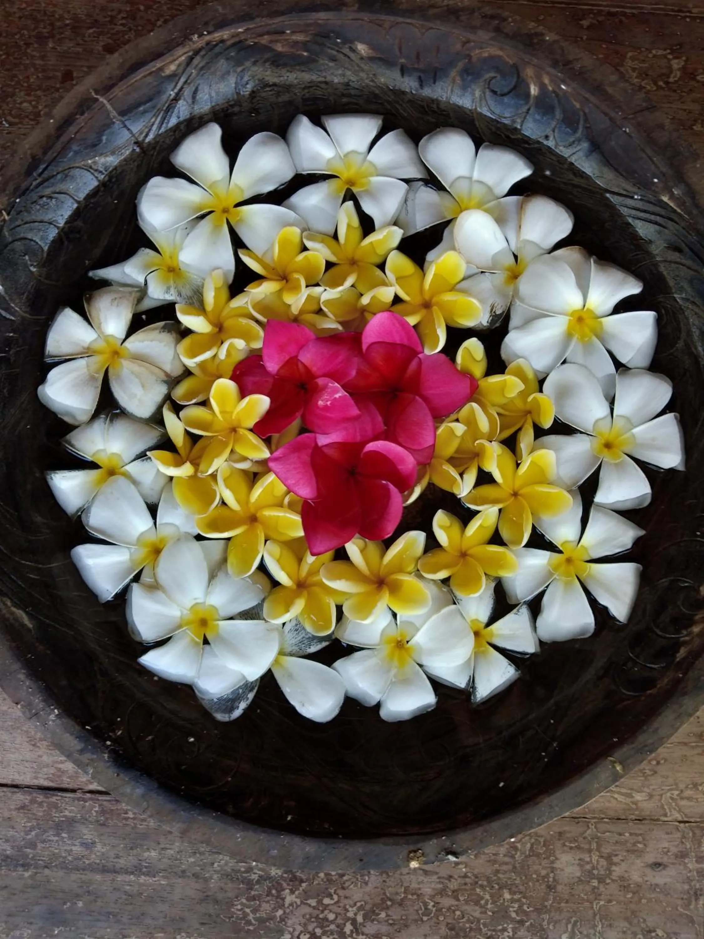 Garden in Villa Kalachuchi V.K