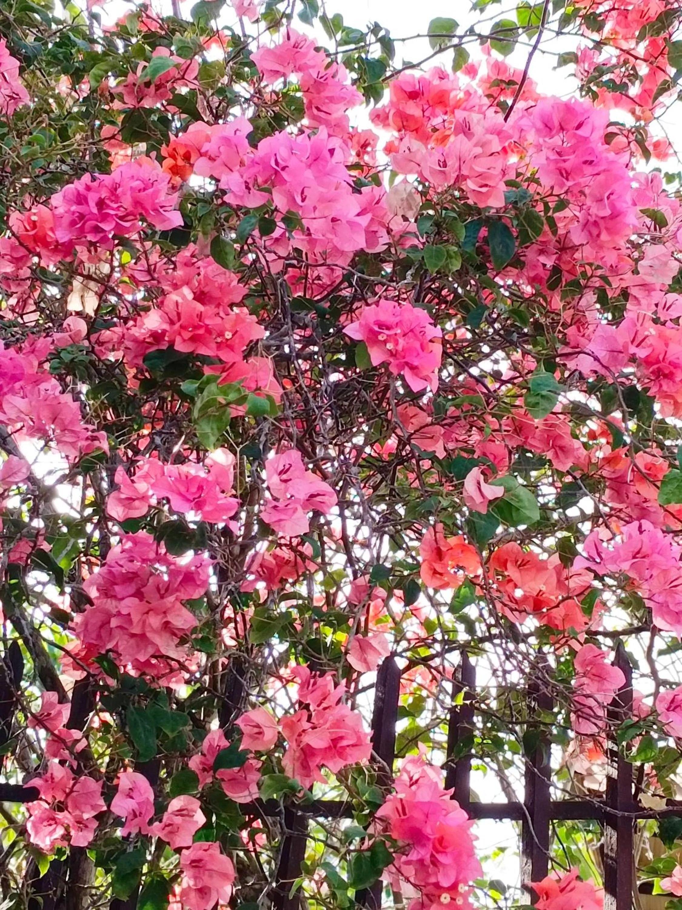 Garden in Villa Kalachuchi V.K