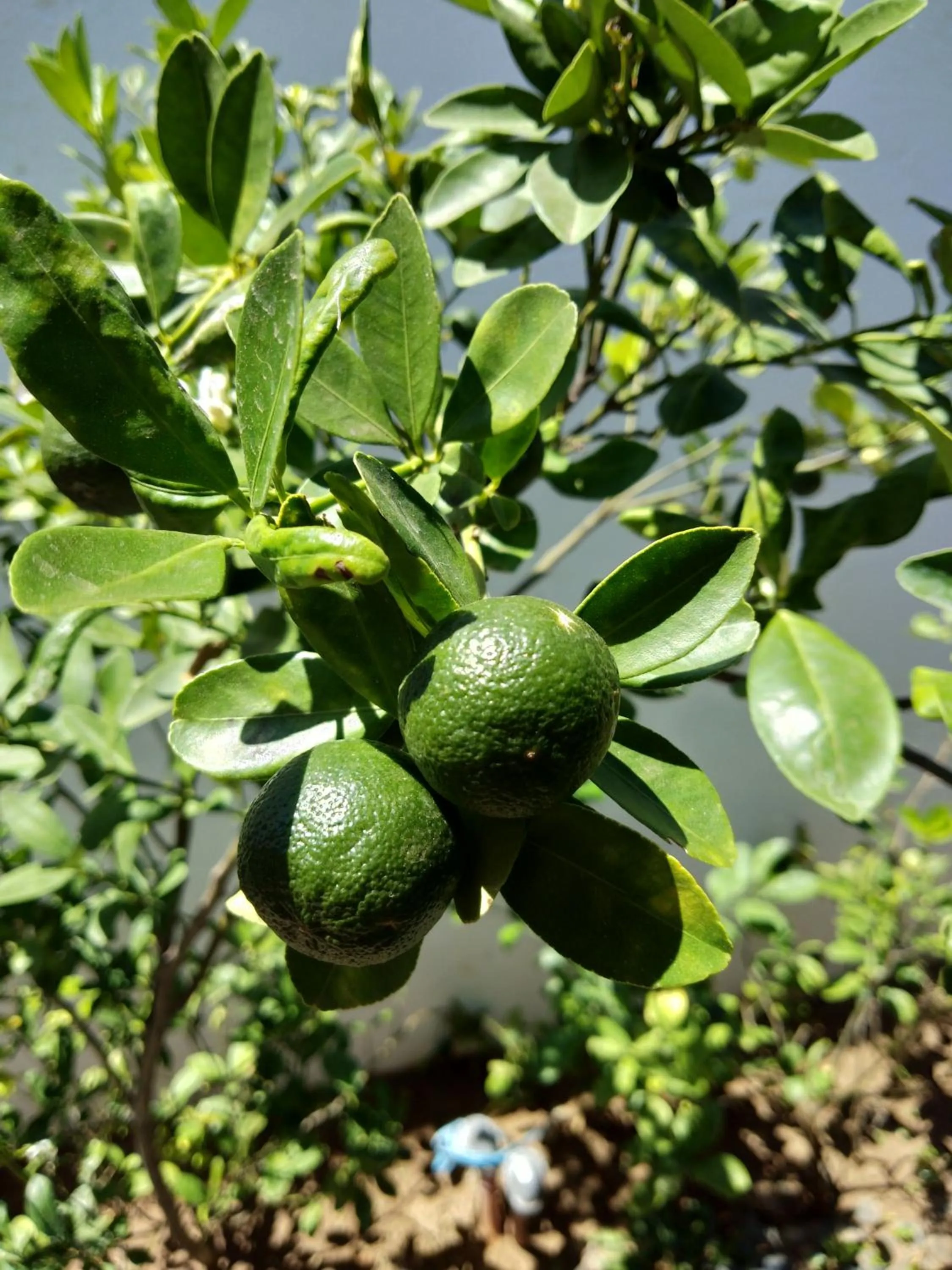 Garden in Villa Kalachuchi V.K