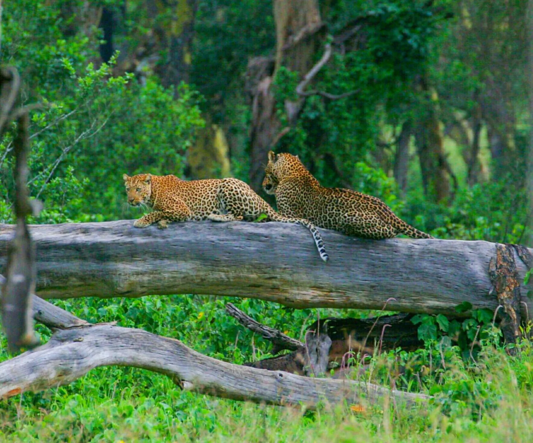 Animals in Lake Nakuru Lodge