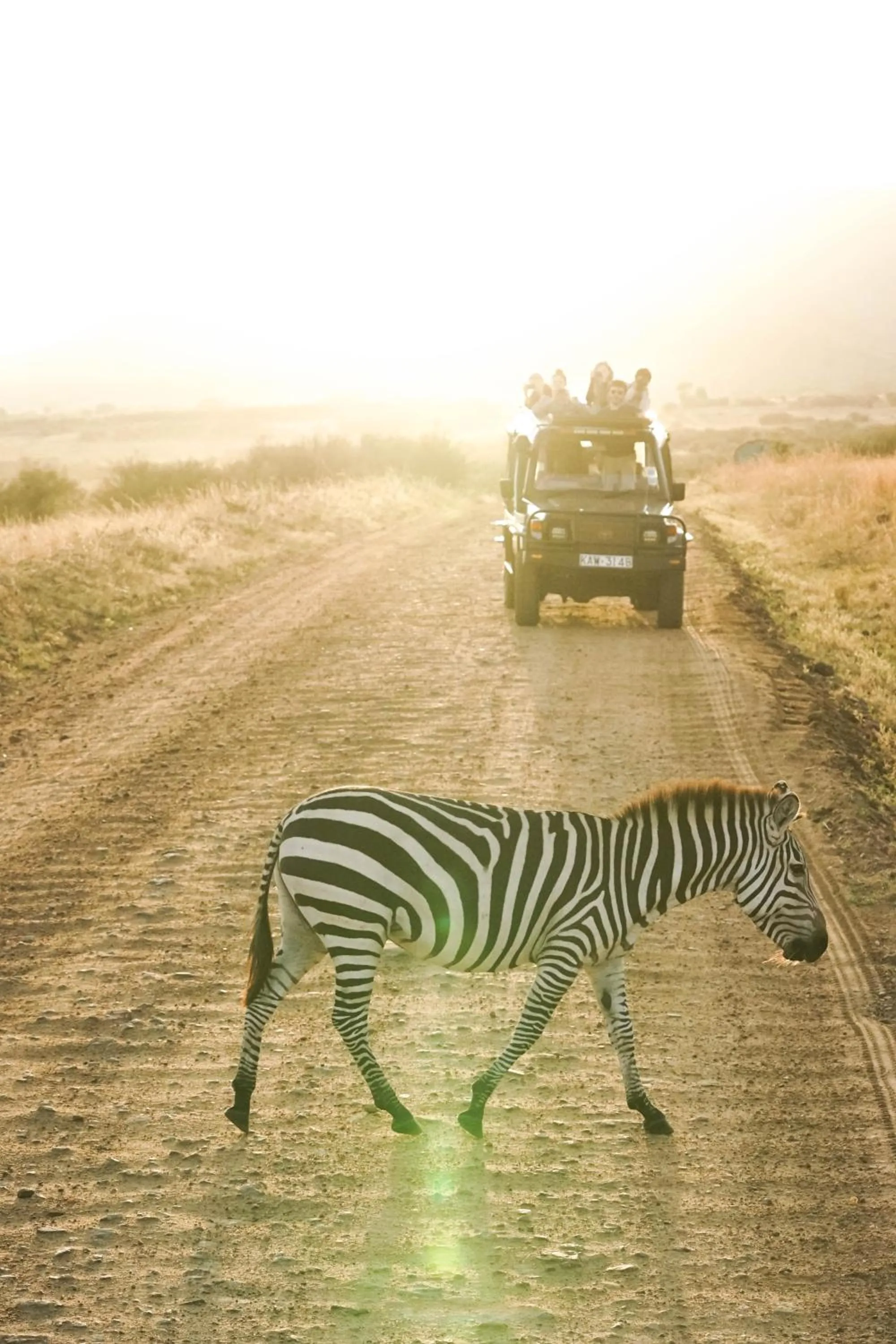 Animals in Lake Nakuru Lodge
