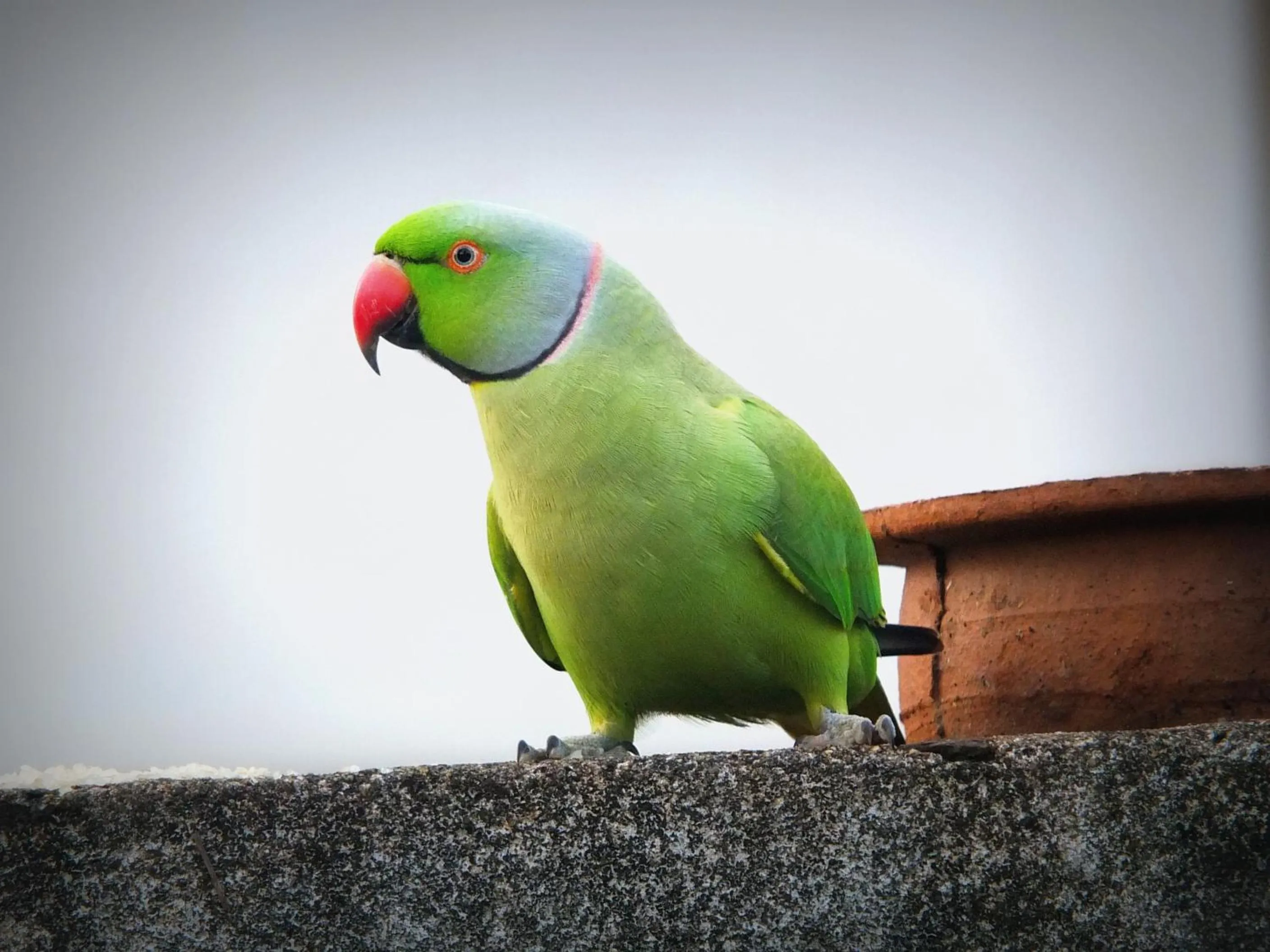 Garden in Emildale Villa