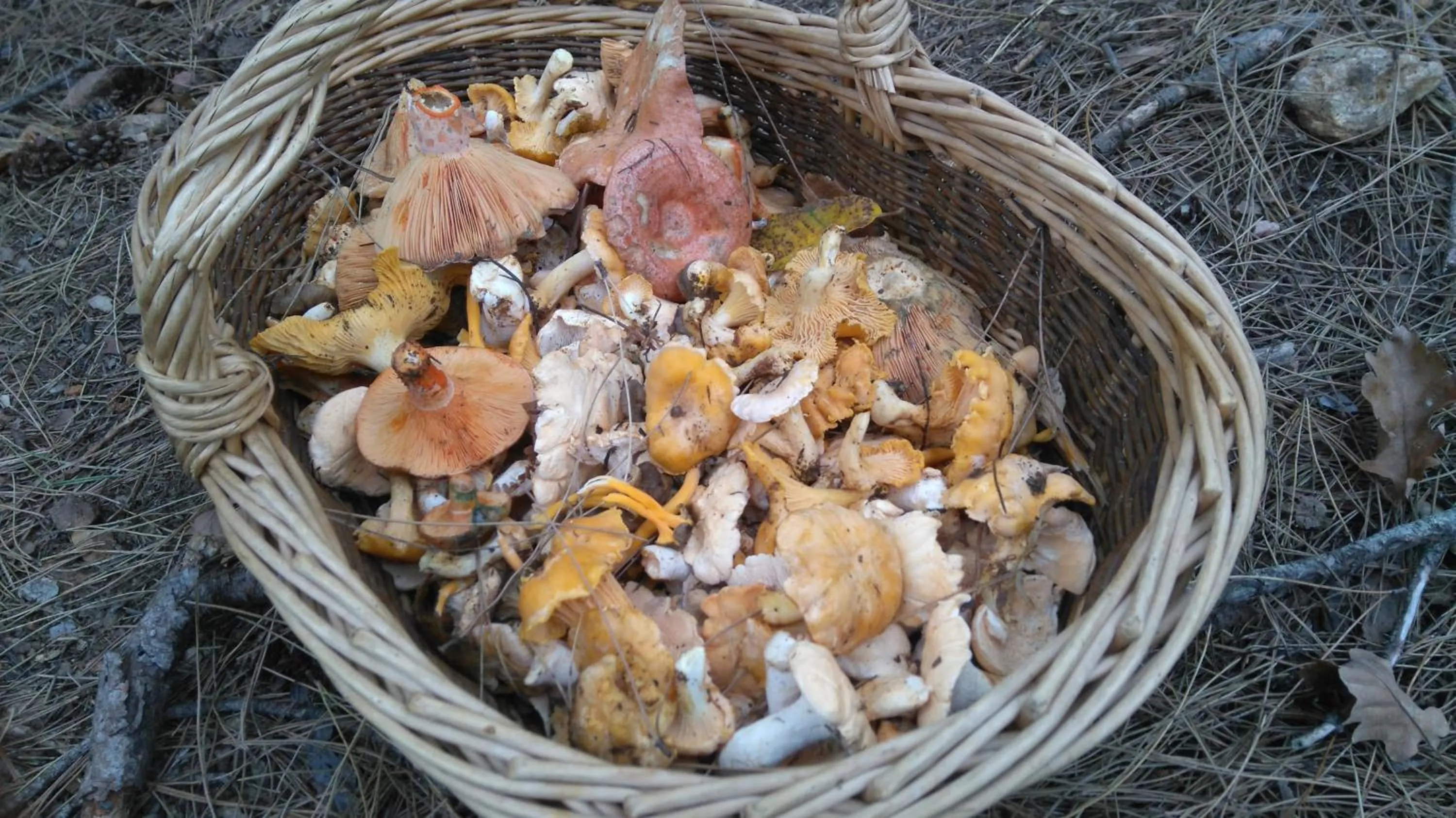 Entertainment in Hôtel Restaurant Les Touristes