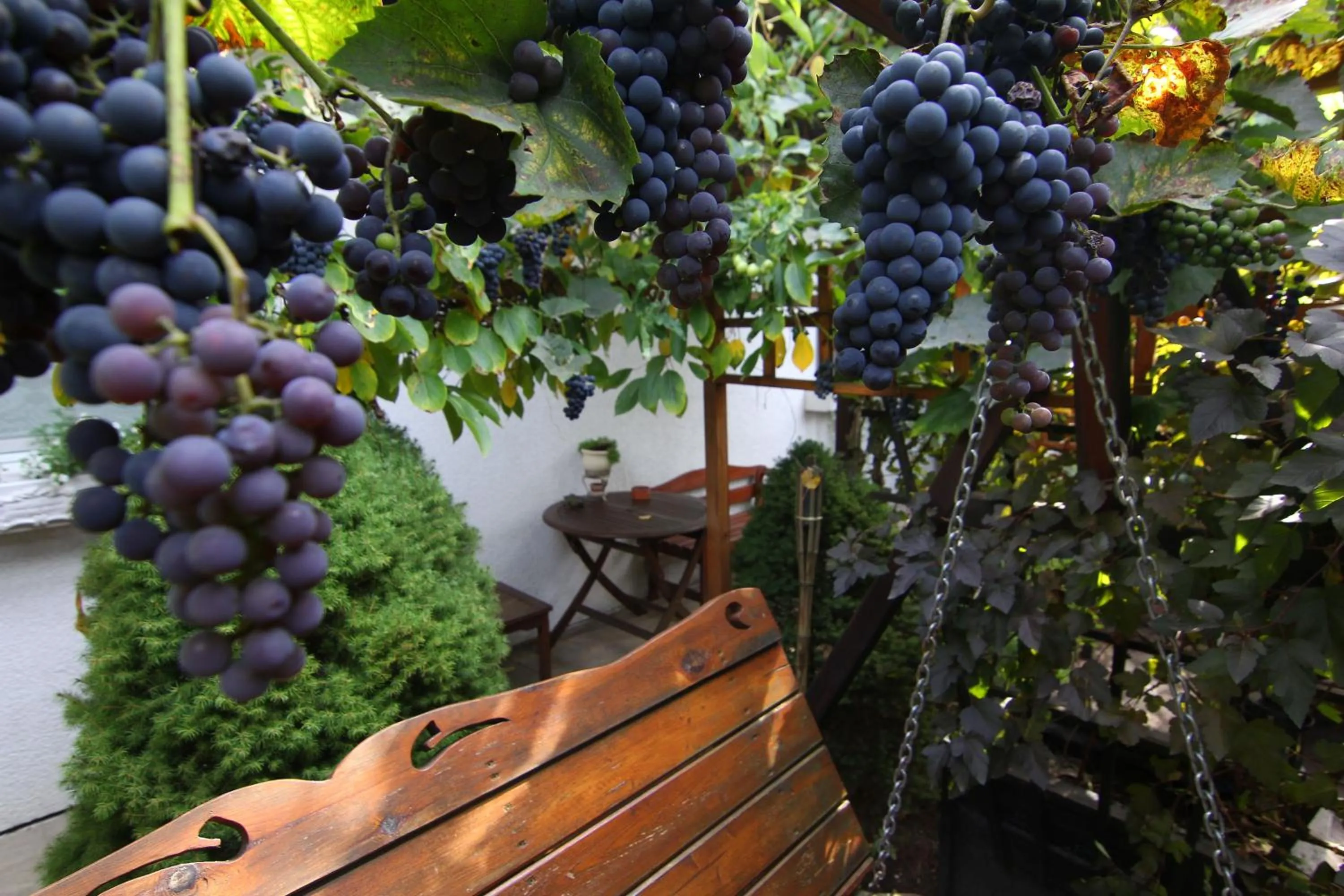 Garden in Apartamenty pod Wiciokrzewem