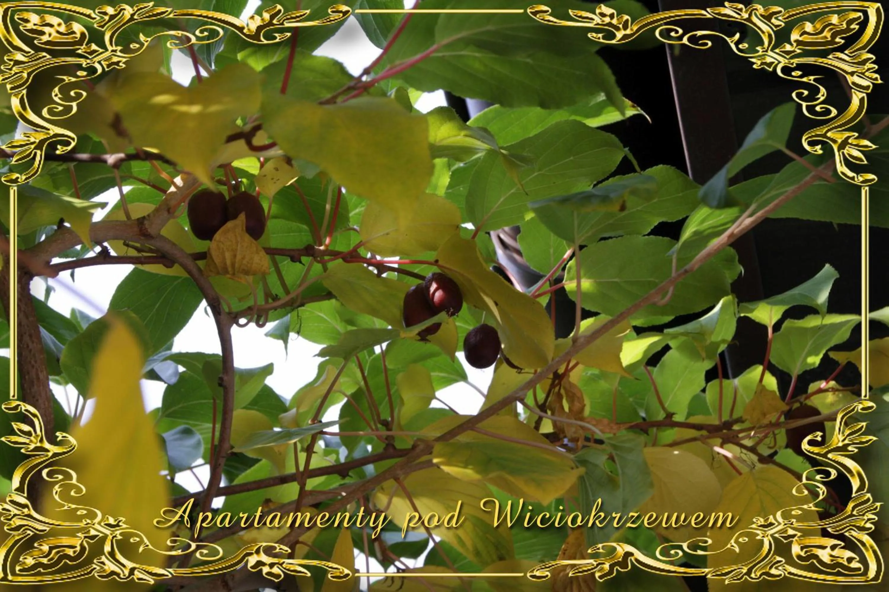 Garden in Apartamenty pod Wiciokrzewem