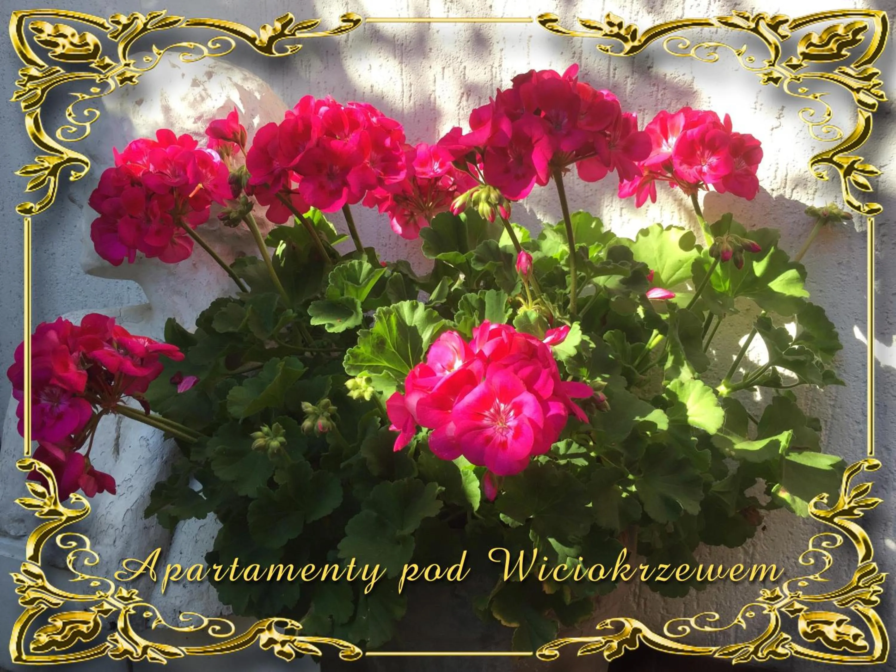 Garden in Apartamenty pod Wiciokrzewem
