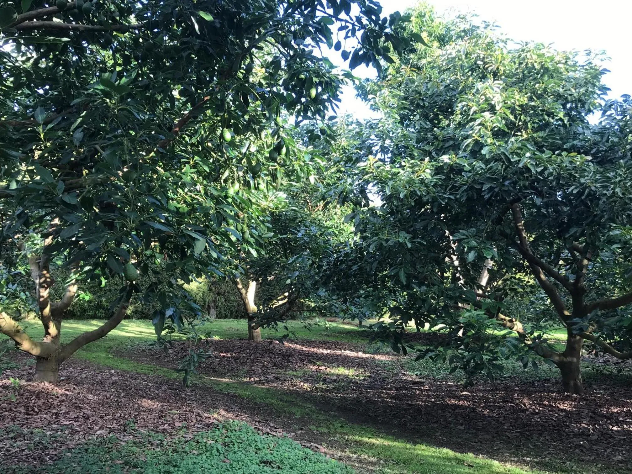 Garden view in Baybell Lodge