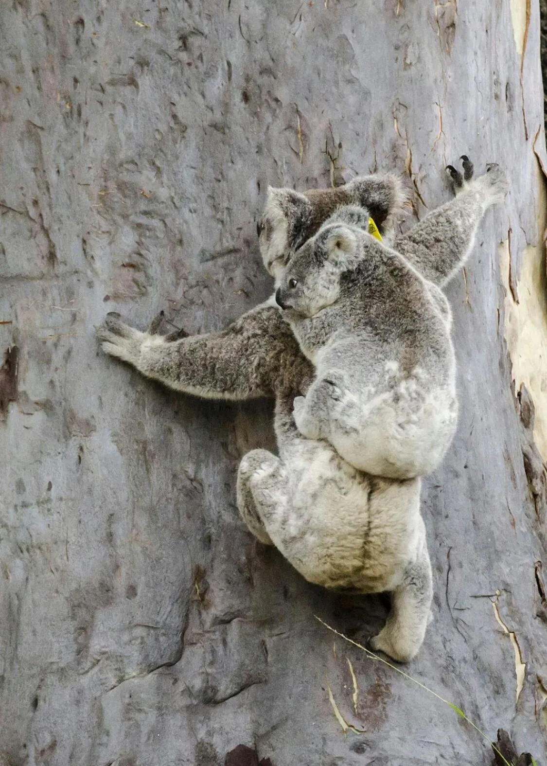 Animals in Flynns Beach Caravan Park