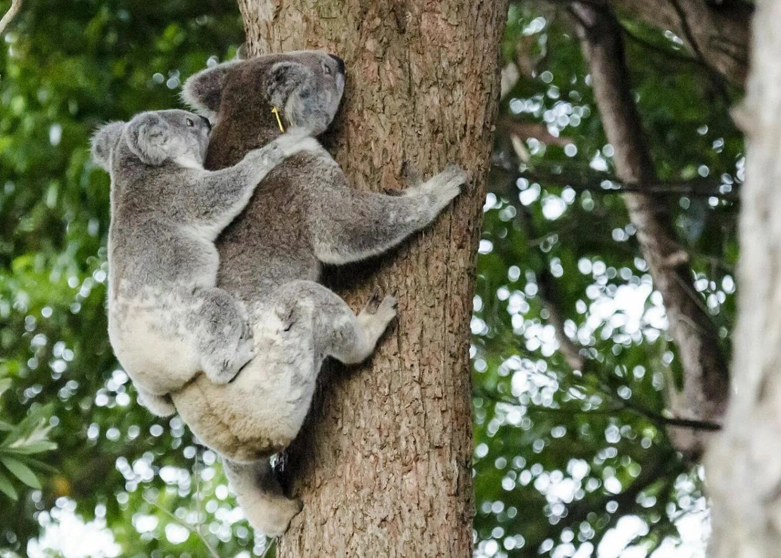 Animals in Flynns Beach Caravan Park
