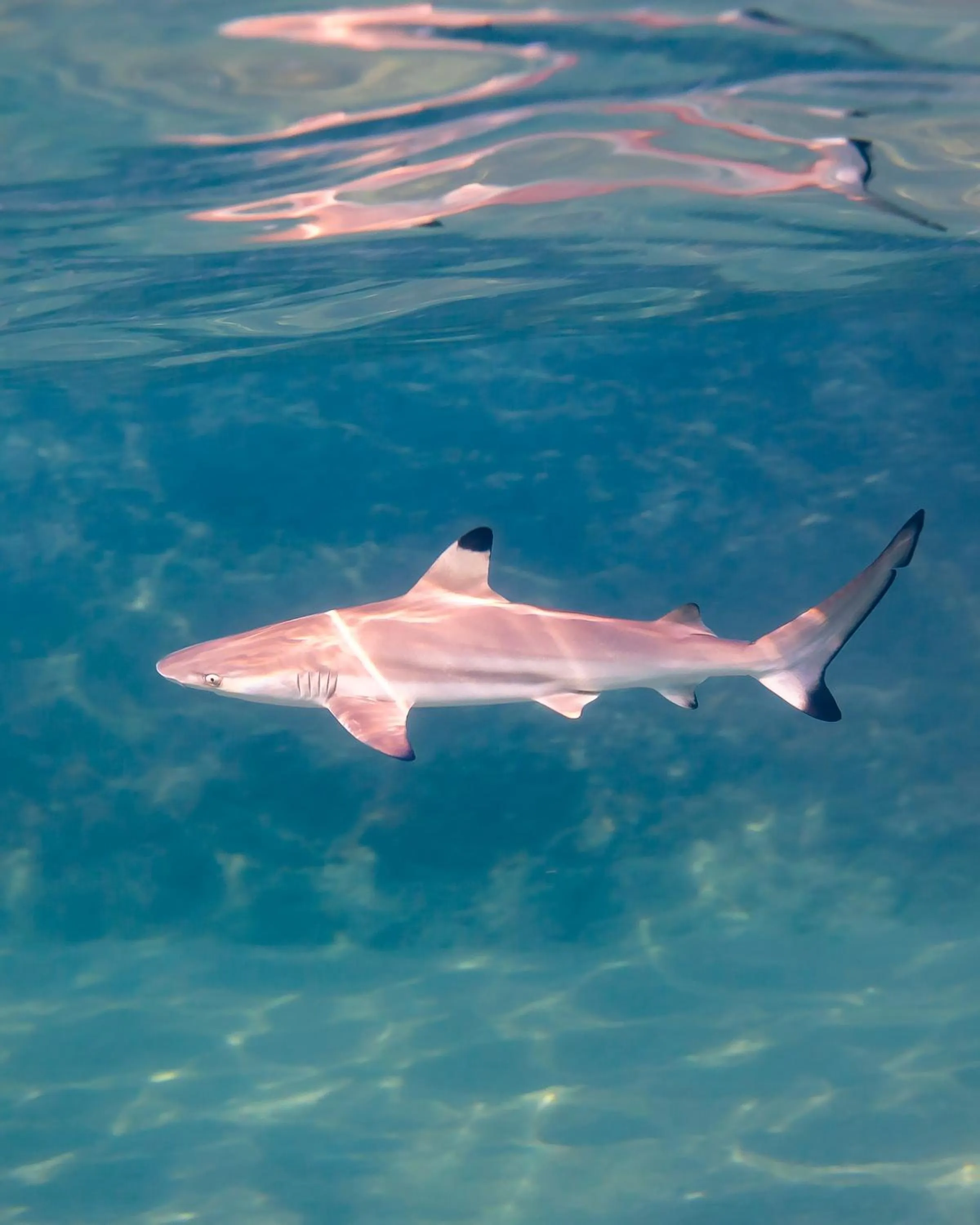Snorkeling in New Heaven Dive School and Resort