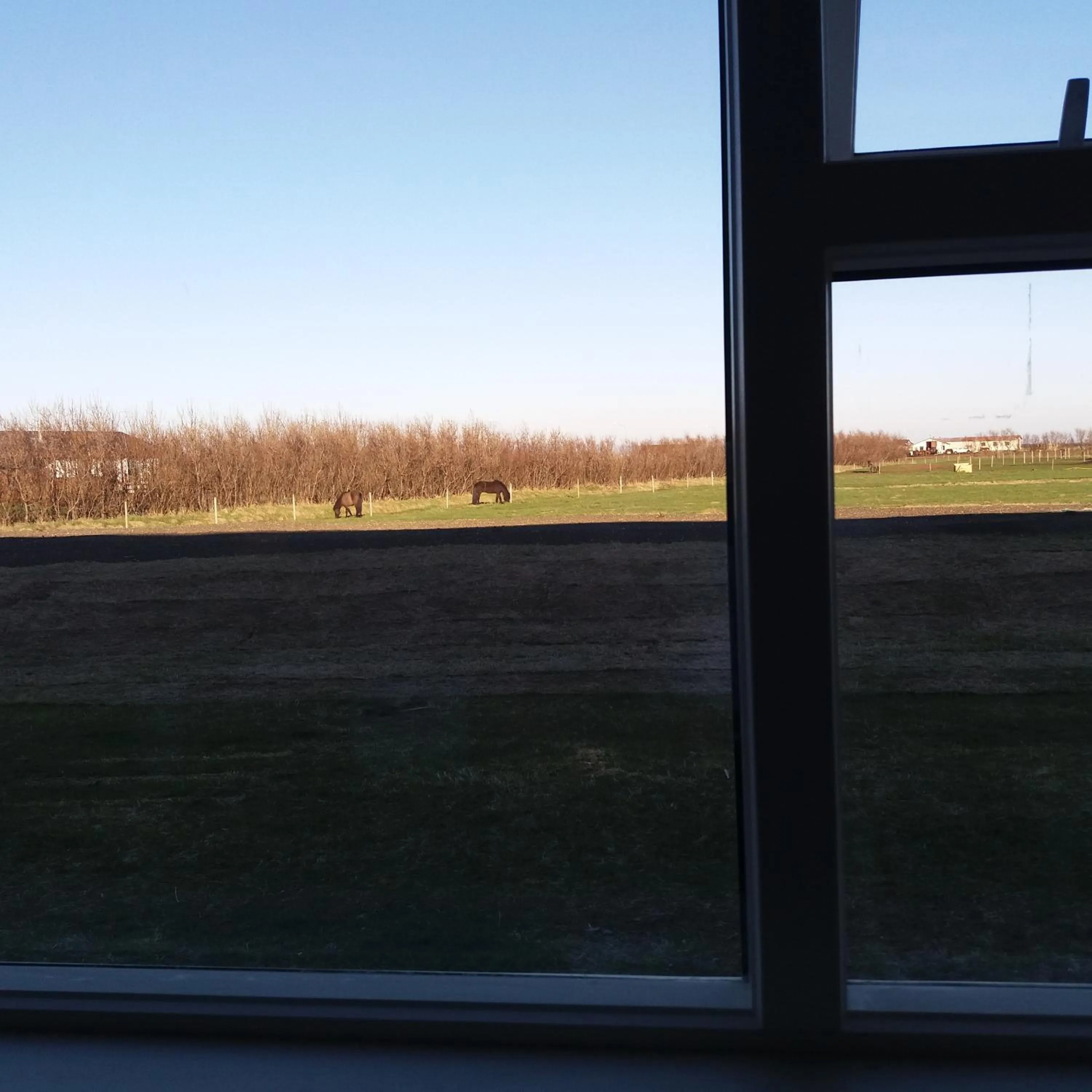 Animals in Hotel Vos