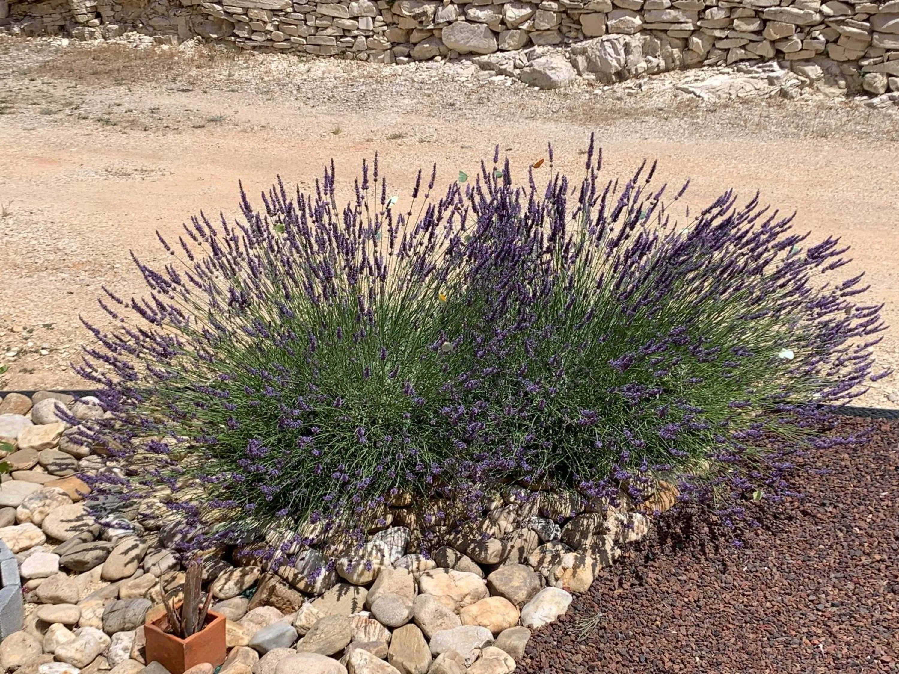 Garden in Au Fil des Cévennes