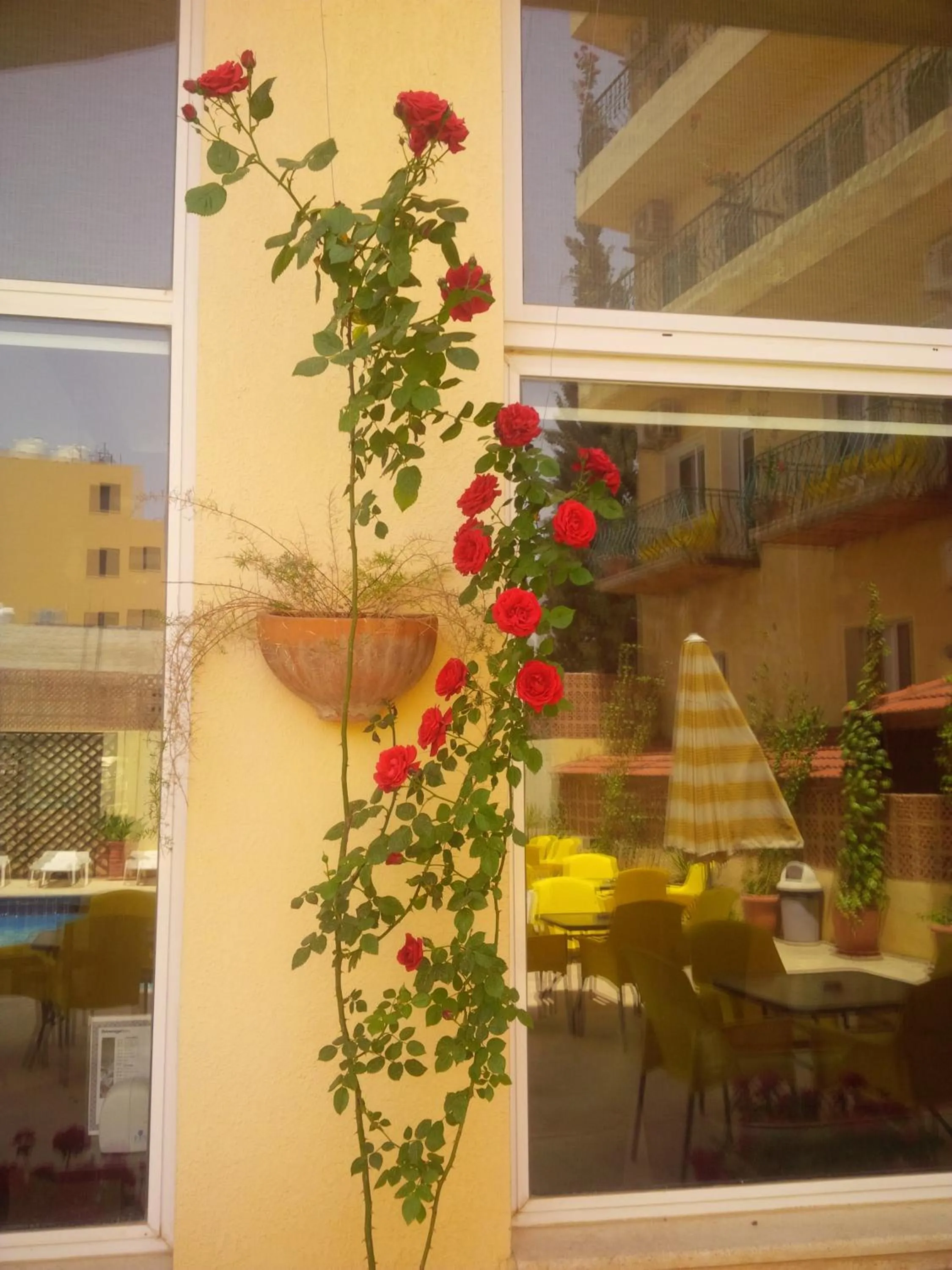 Garden in Mariam Hotel