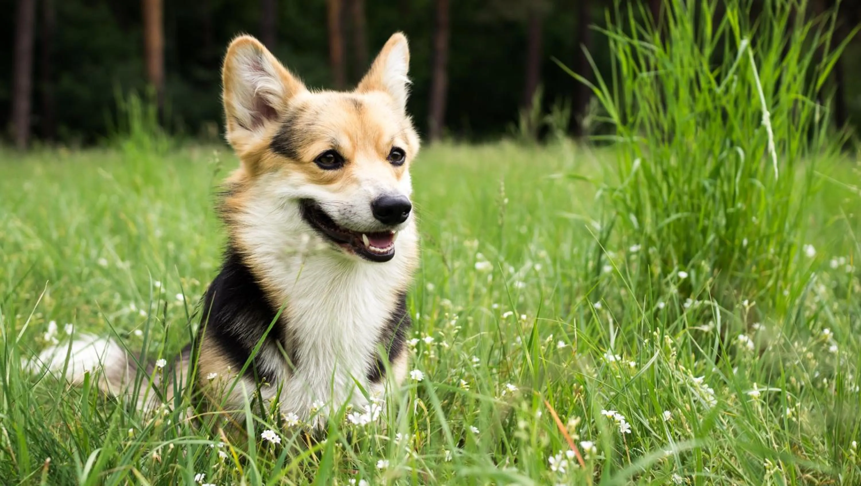 Pets in Leland Hotel Palo Alto