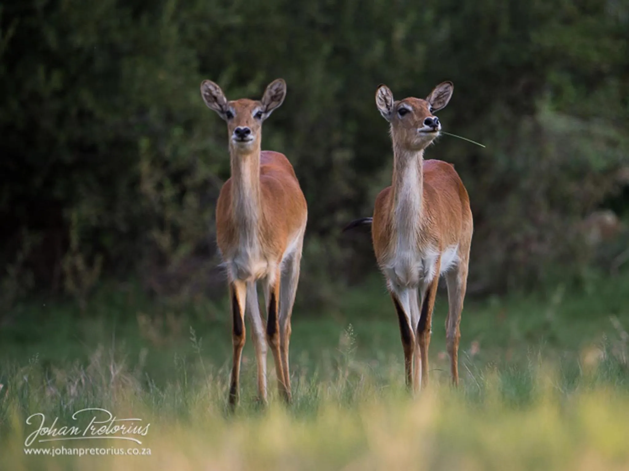 Animals in The Royal Fischer Hotel